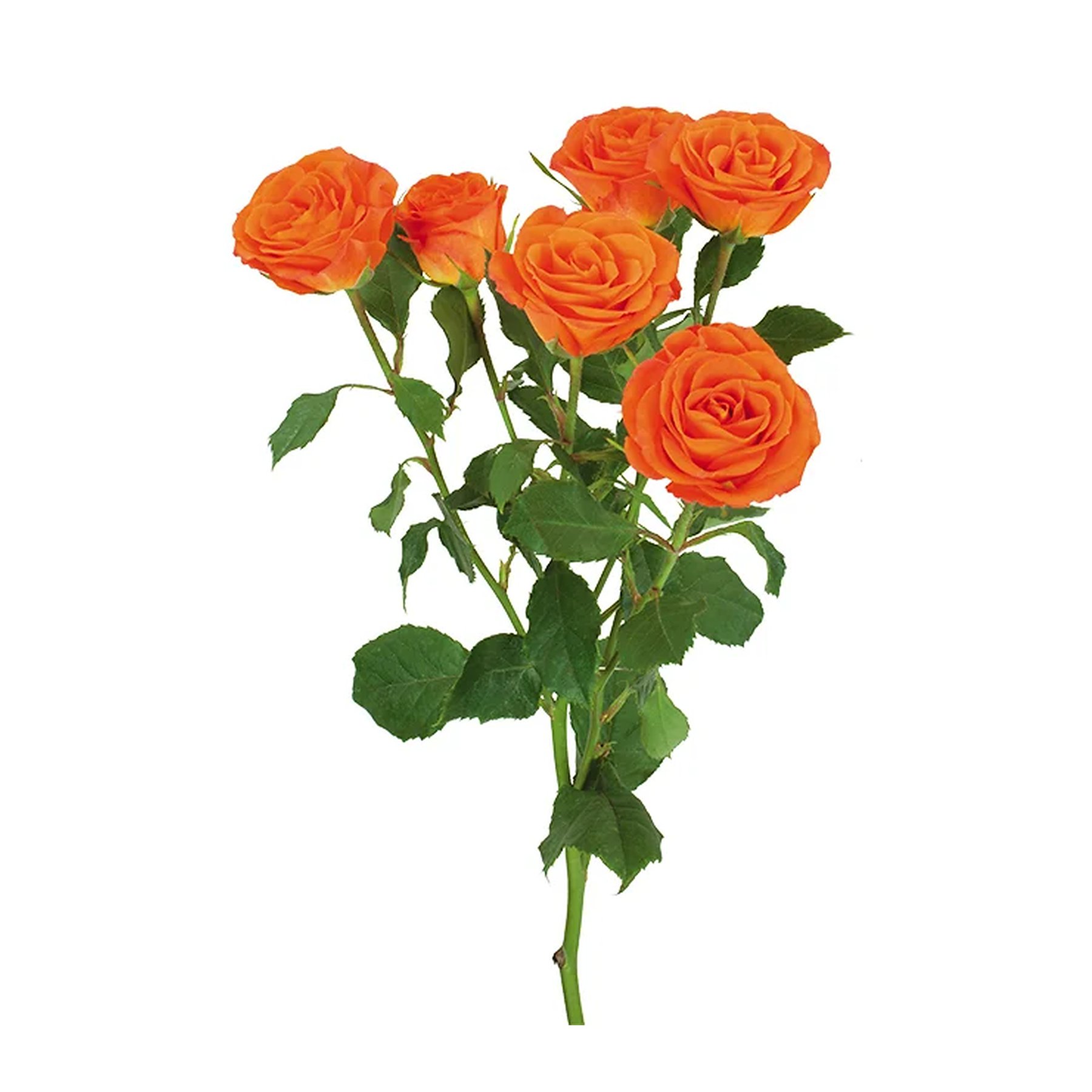 A single stem of orange roses with green leaves set against a white background.