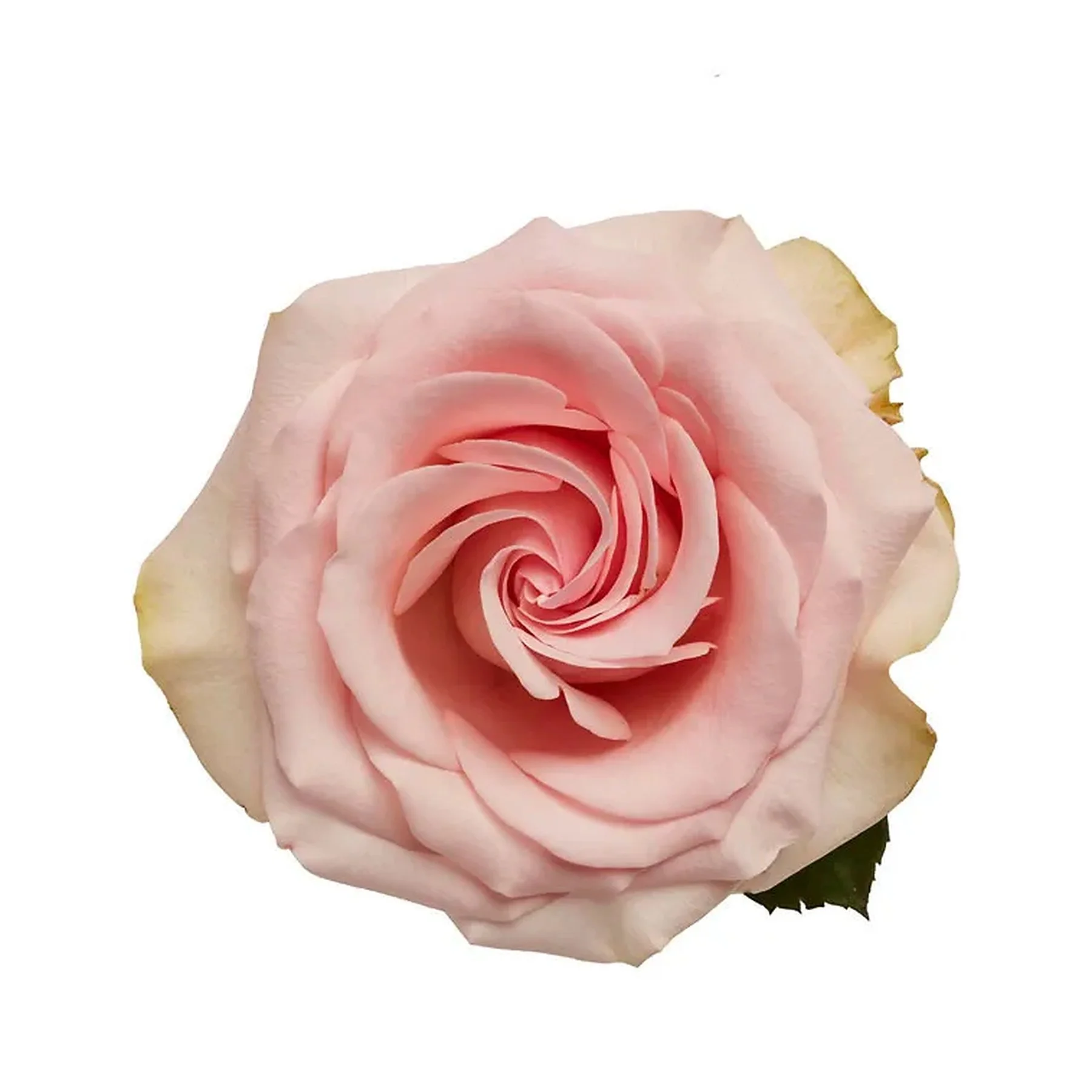A close-up of a pink rose with soft petals against white background.