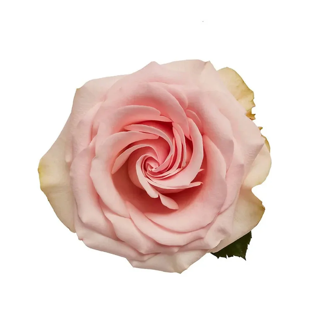 Novia rose