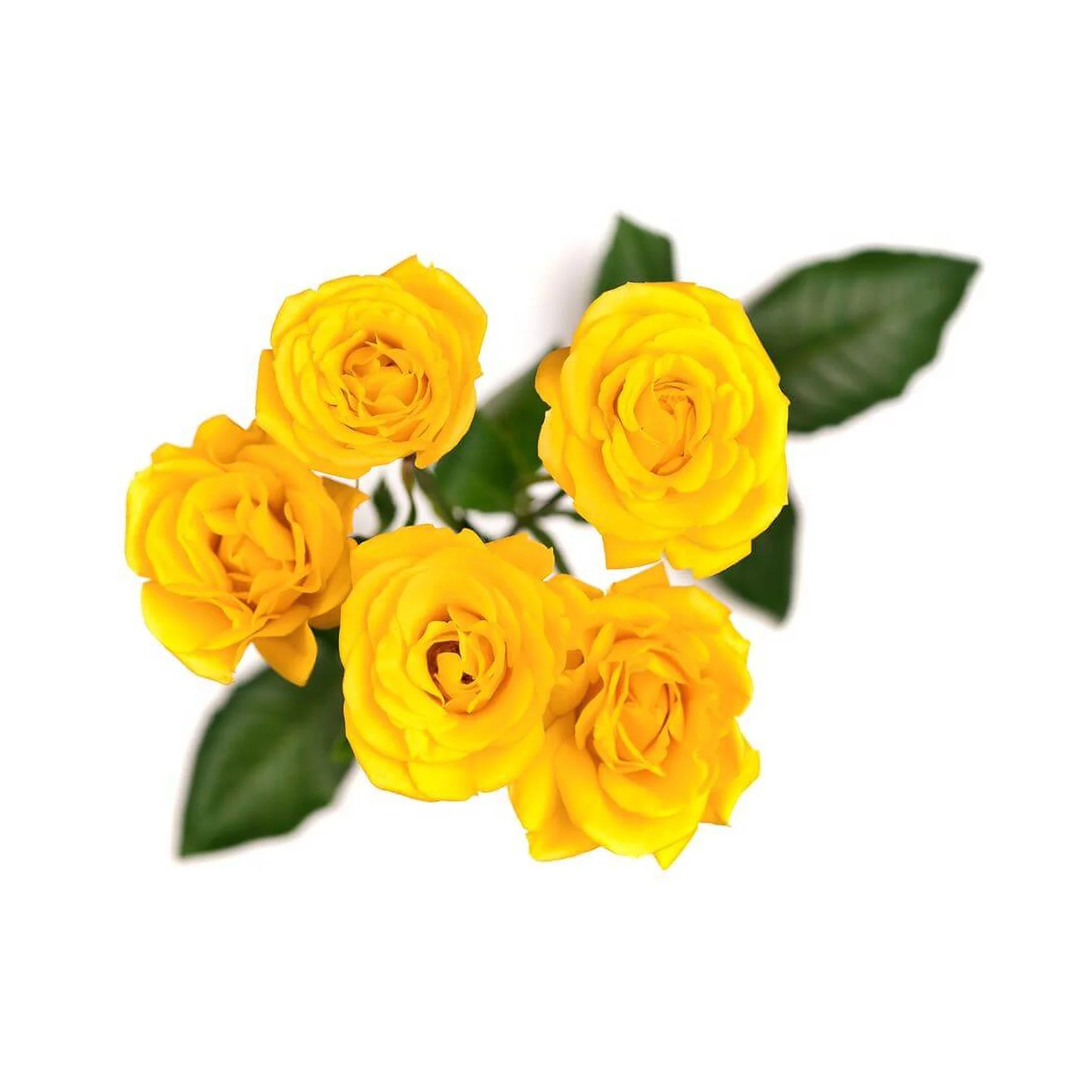 Close-up of vibrant yellow roses with green leaves on a white background.