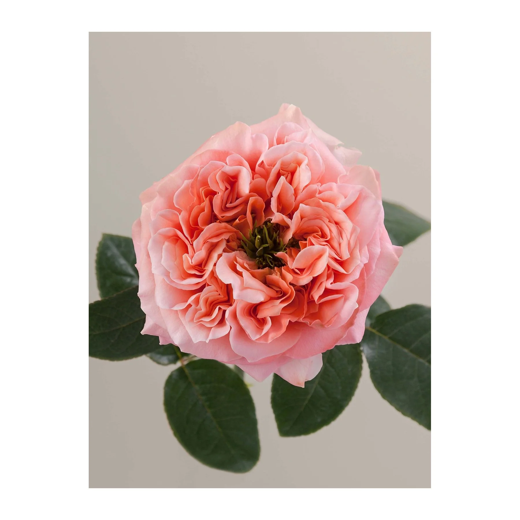Close-up of a pink camellia flower with green leaves against a neutral background.