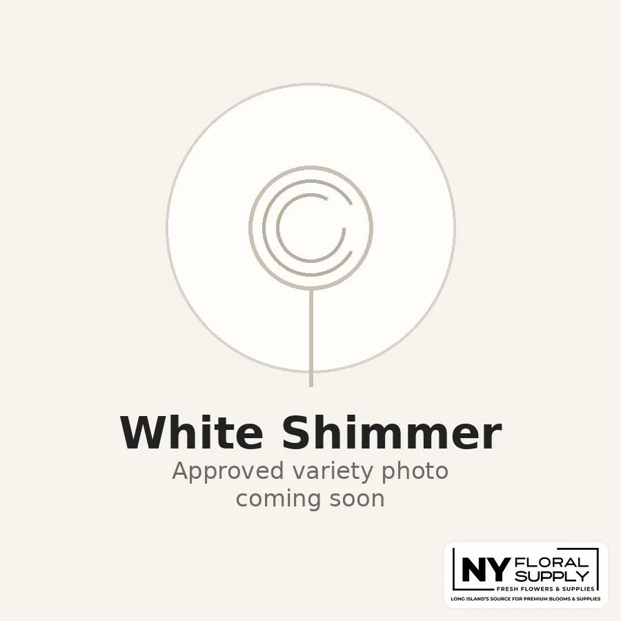 white-shimmer.jpg