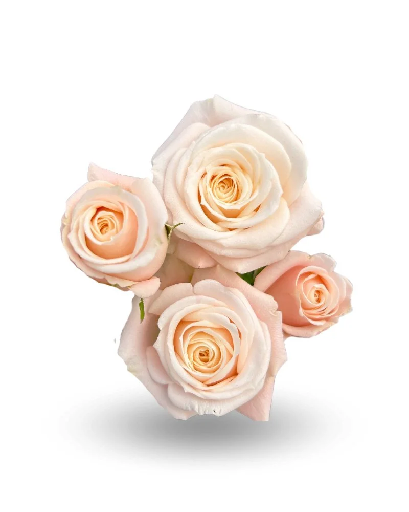 A bouquet of four cream-colored and light pink roses against a white background.