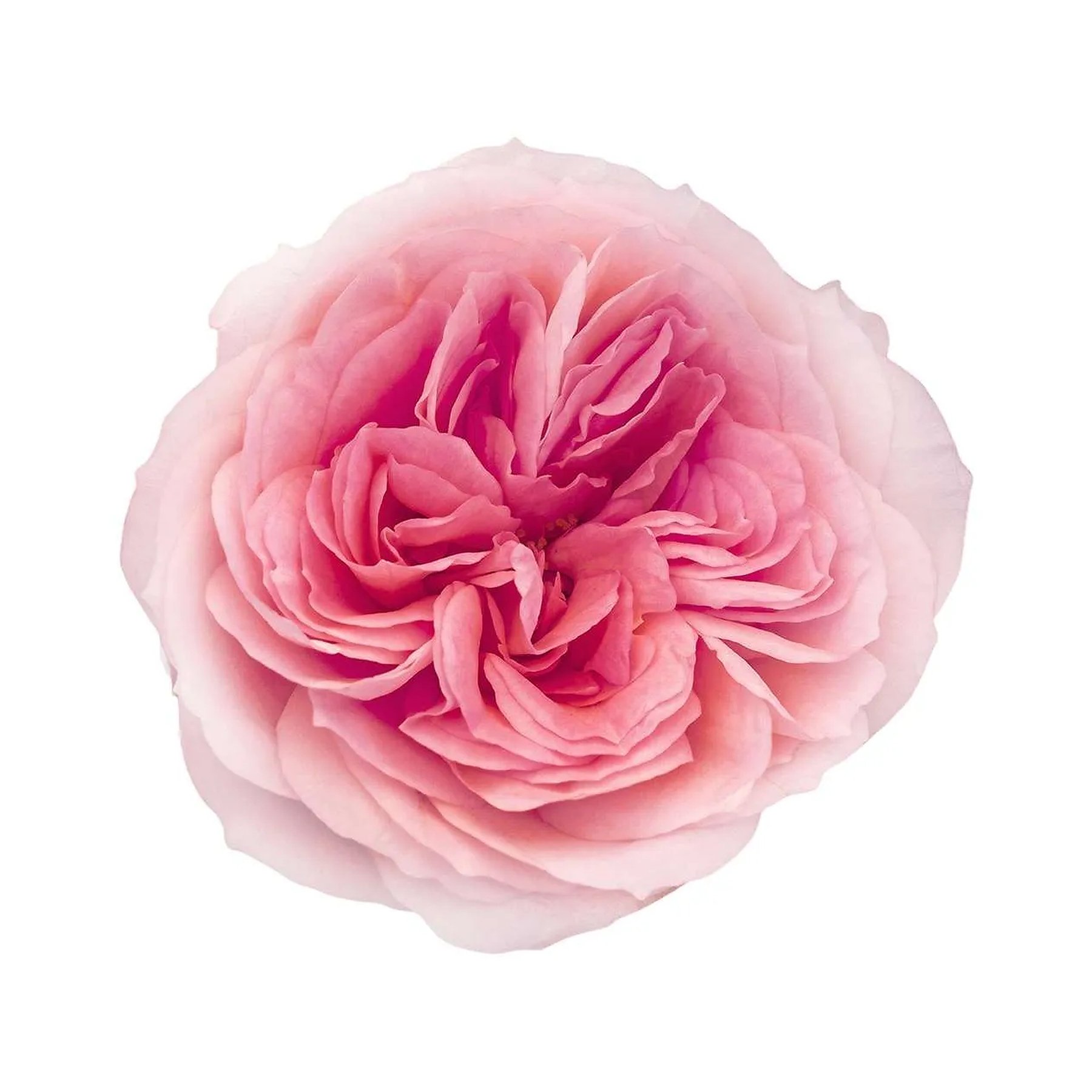 Close-up of a pink, layered, fully bloomed peony flower with soft petals against a white background.