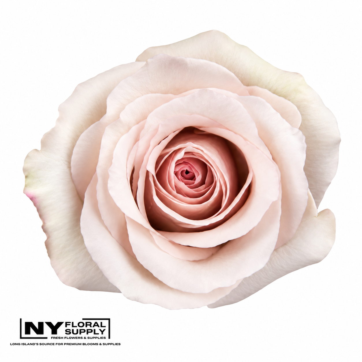 Close-up of a pale pink rose with soft petals spiraling inward, with a NY Floral Supply logo in the bottom left corner.