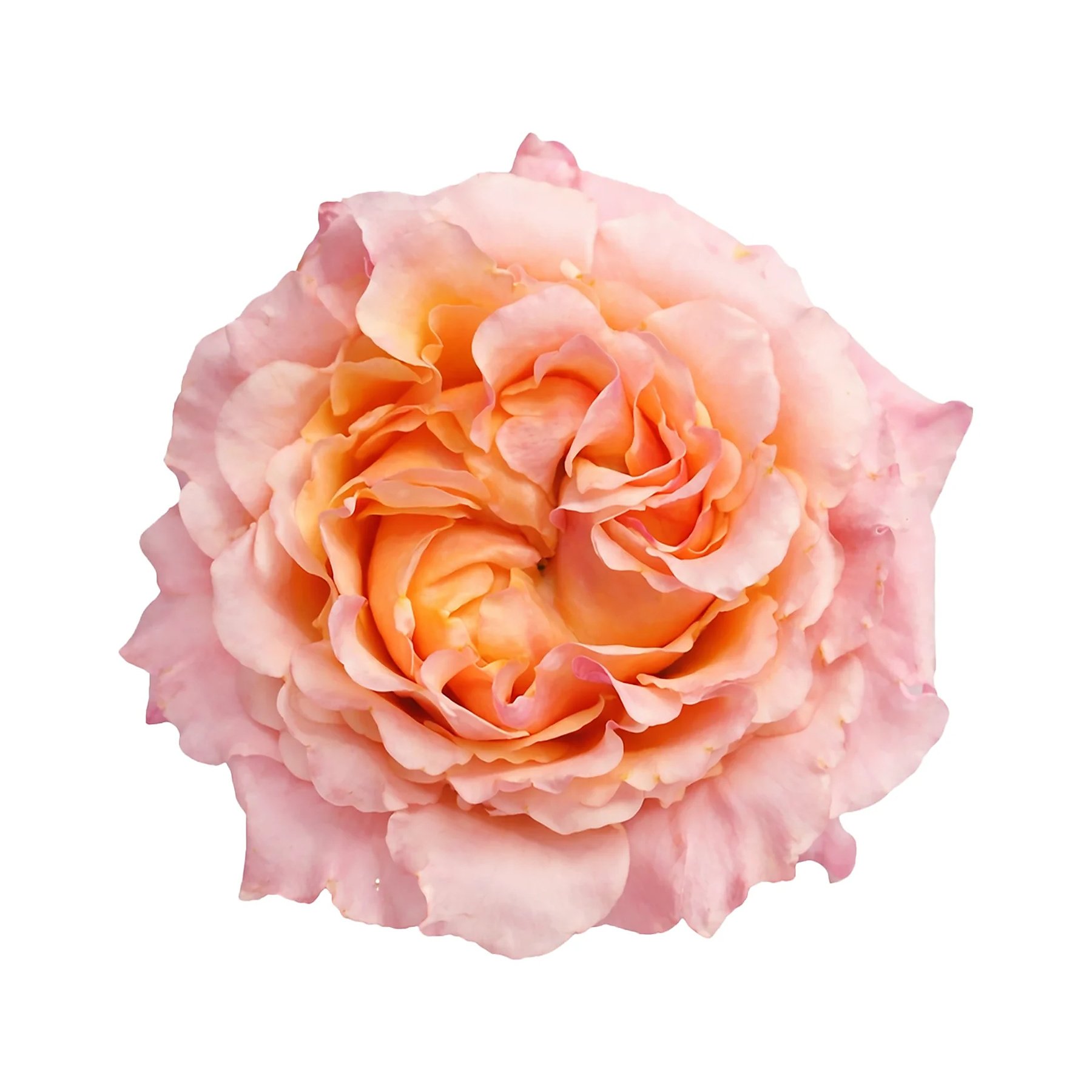 Close-up of a large, peach-colored rose flower with ruffled petals, against a white background.