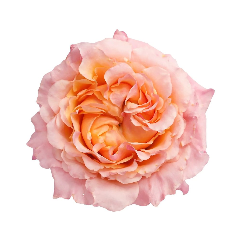 Mayra's Peach rose