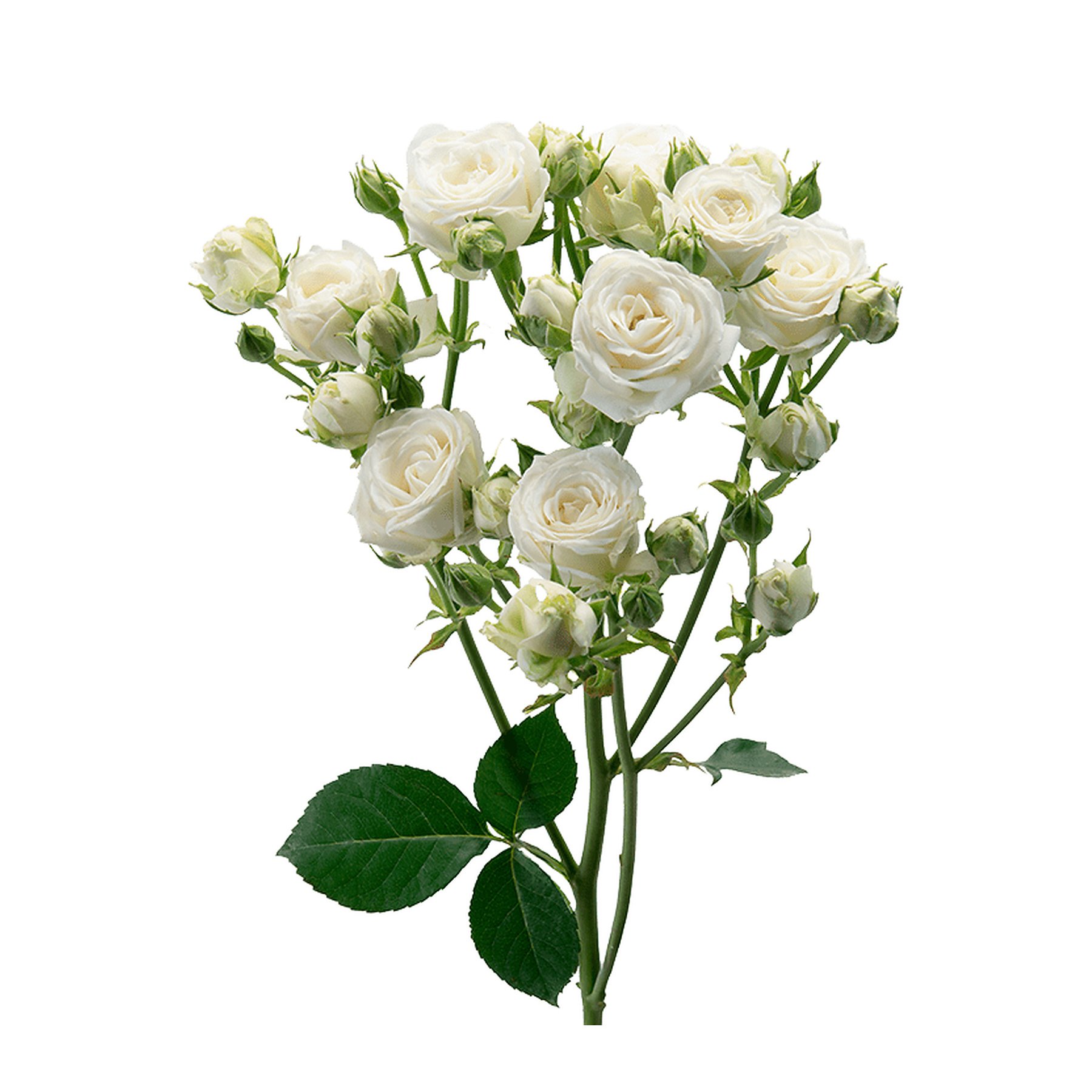 A single stem of white roses with multiple blooms and buds, and green leaves against a white background.