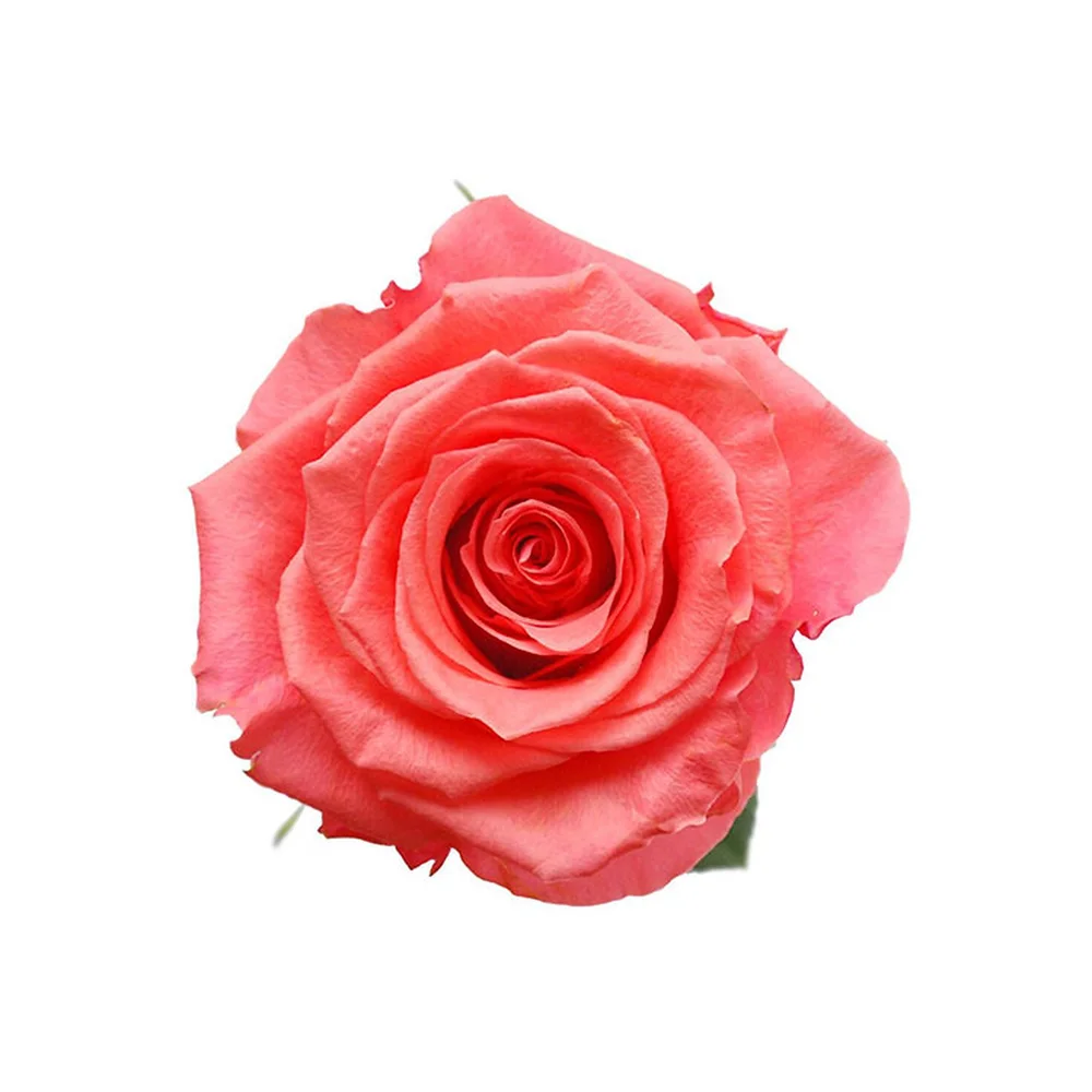 Amsterdam rose
