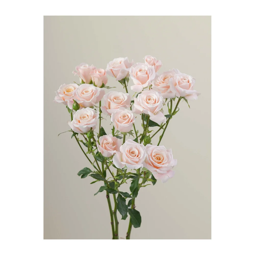 Morning Star rose
