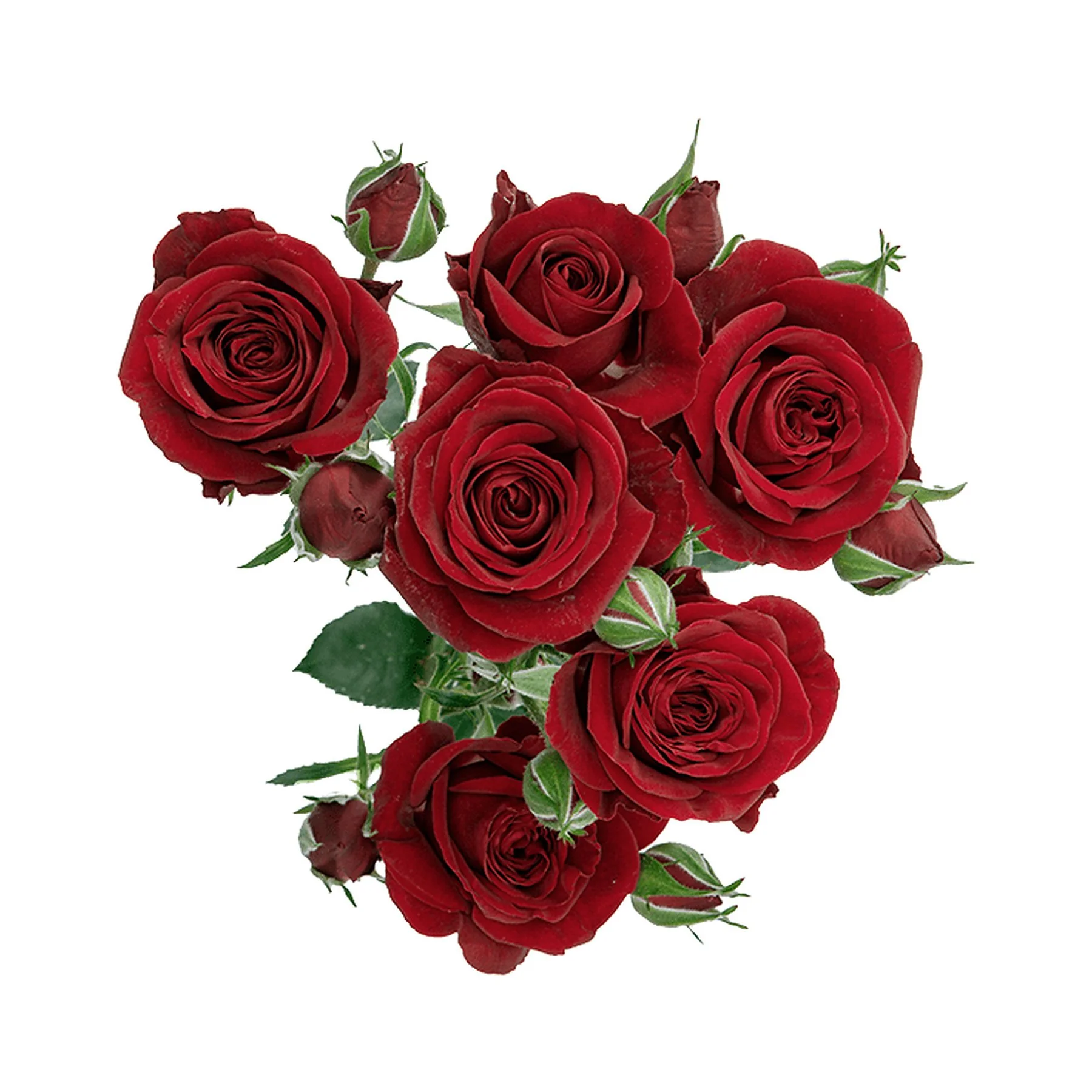 A bouquet of red roses with green leaves on a white background.