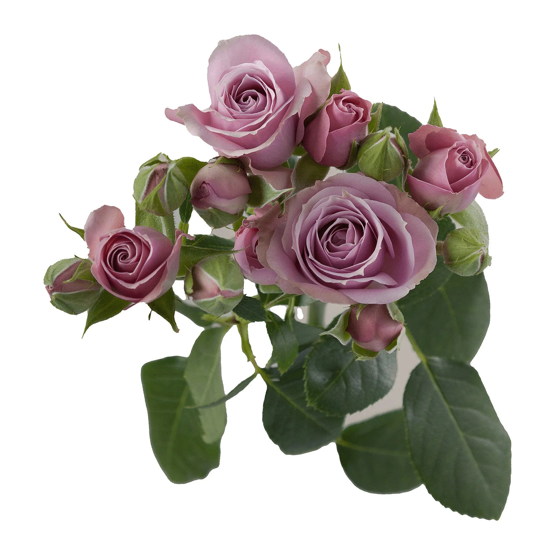 A bouquet of pink roses with green leaves on a white background.
