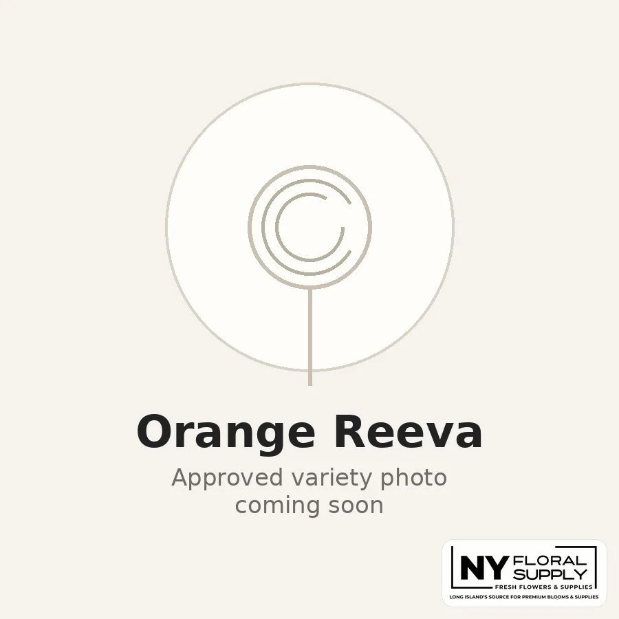 orange-reeva.jpg