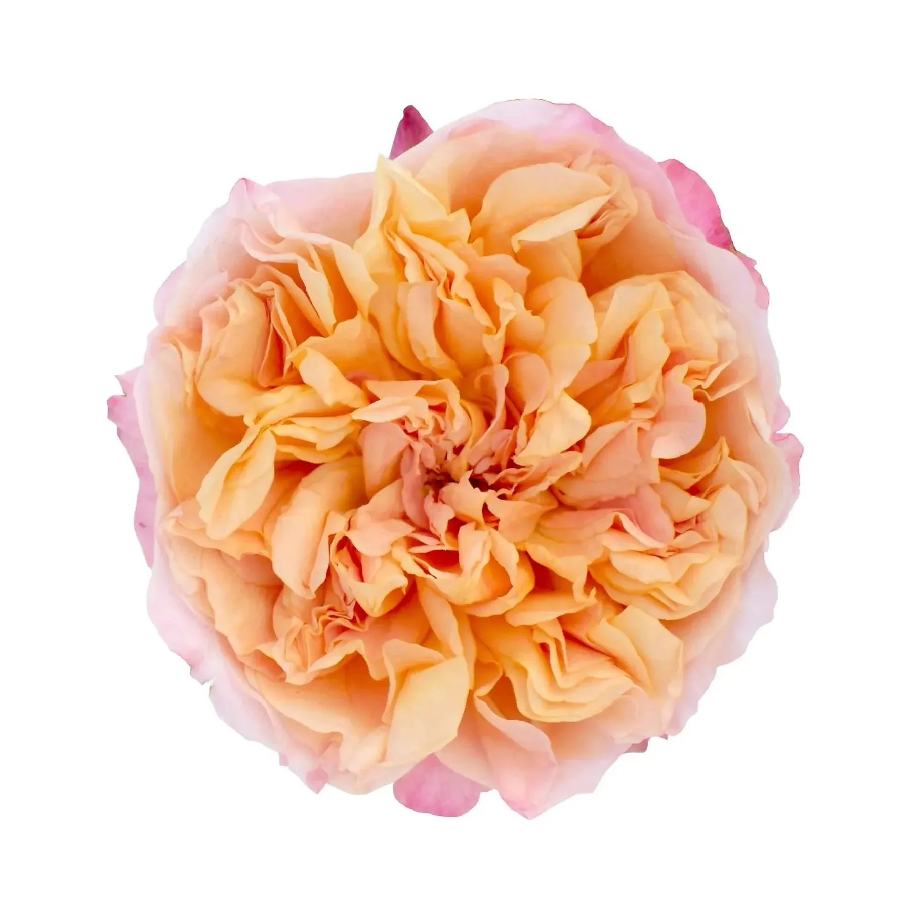 Close-up of a fully bloomed pale orange peony flower with pink-tipped petals, isolated on a white background.