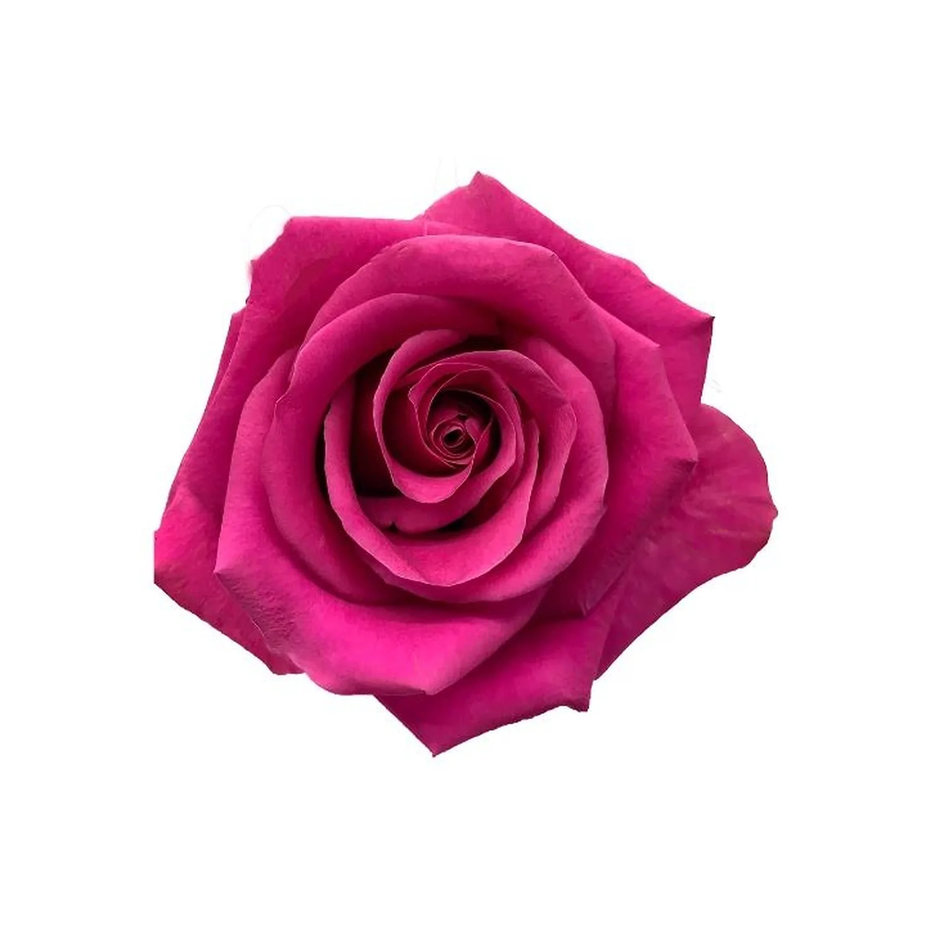 Close-up of a single pink rose with tightly curled petals, isolated on a white background.