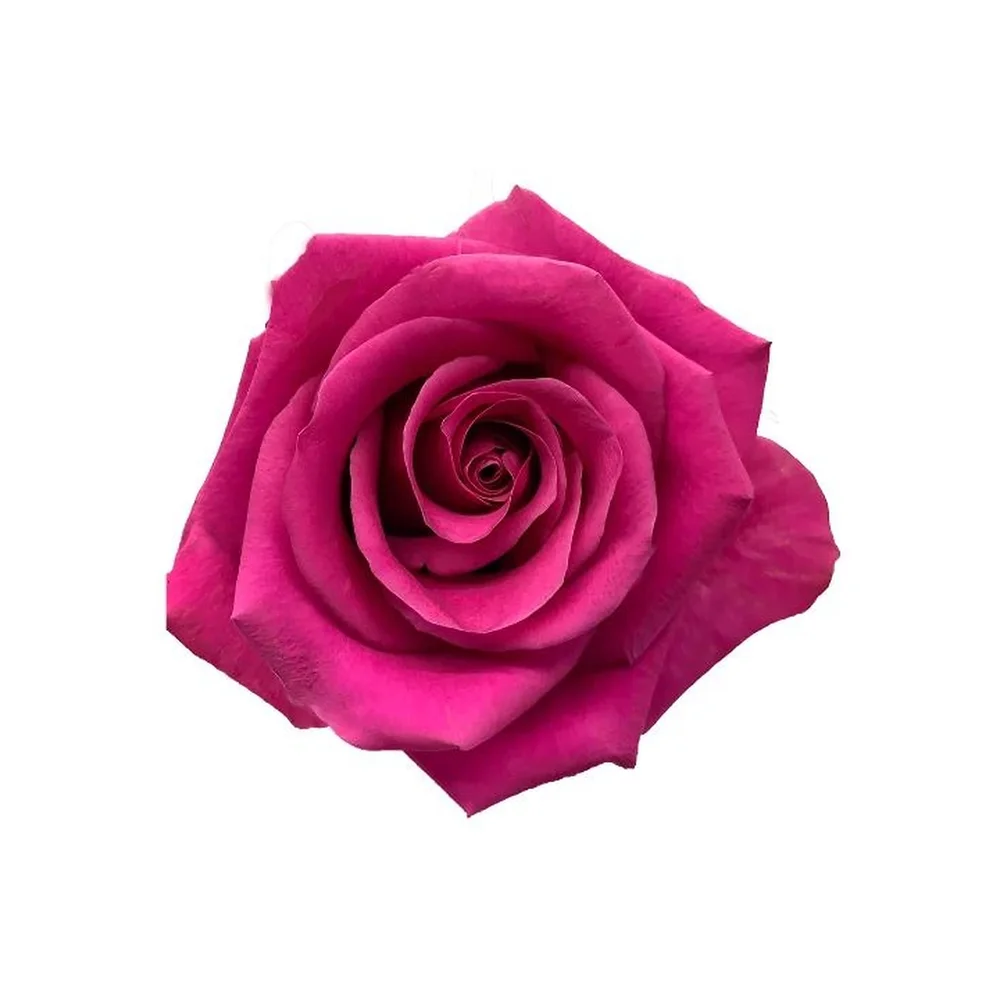 Breezer rose