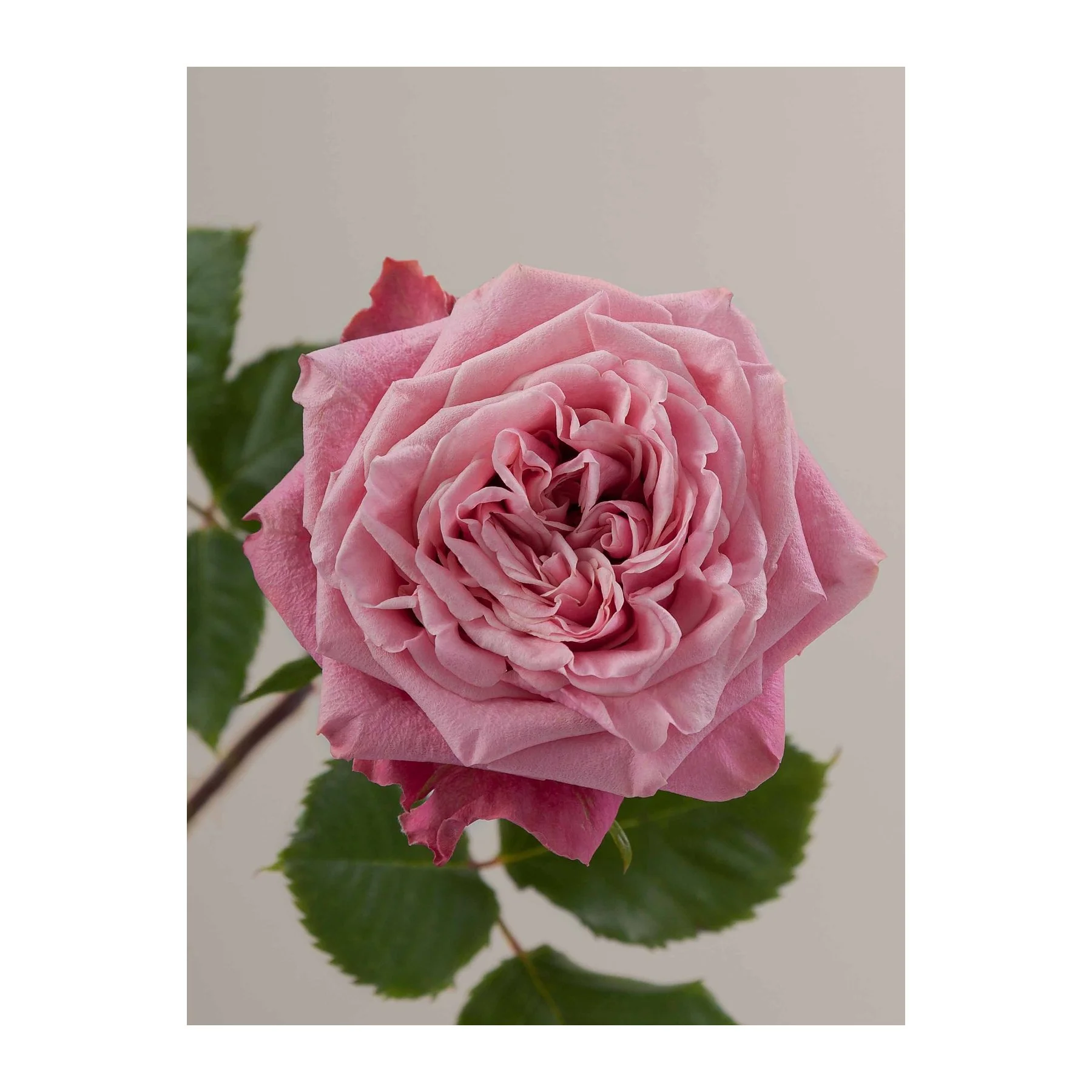 Close-up of a pink rose flower with green leaves against a plain background.