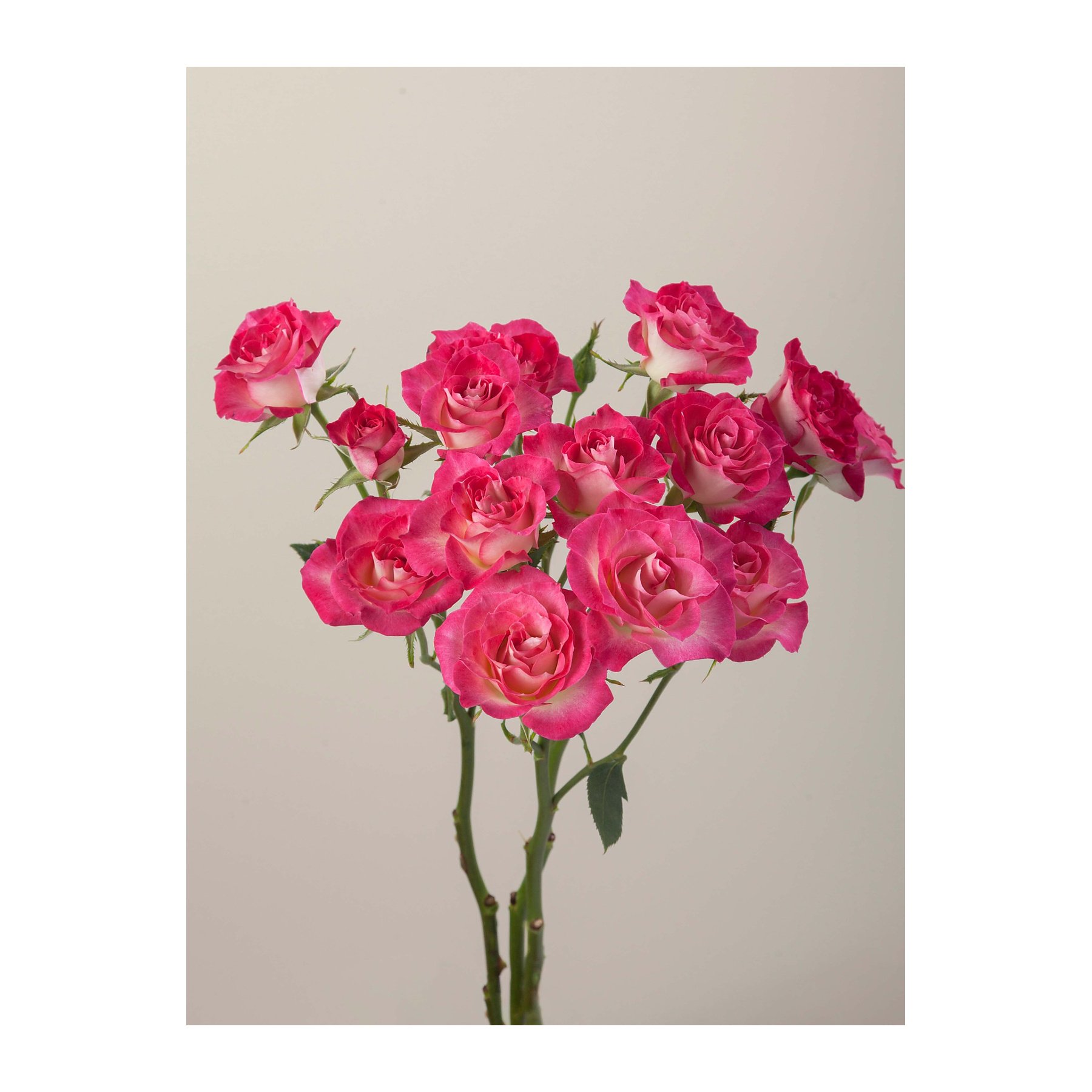 A bouquet of pink and white roses with green stems and leaves against a plain, light-colored background.