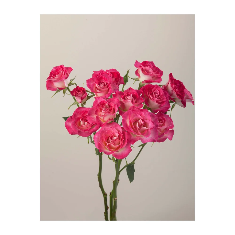 Milky Way rose