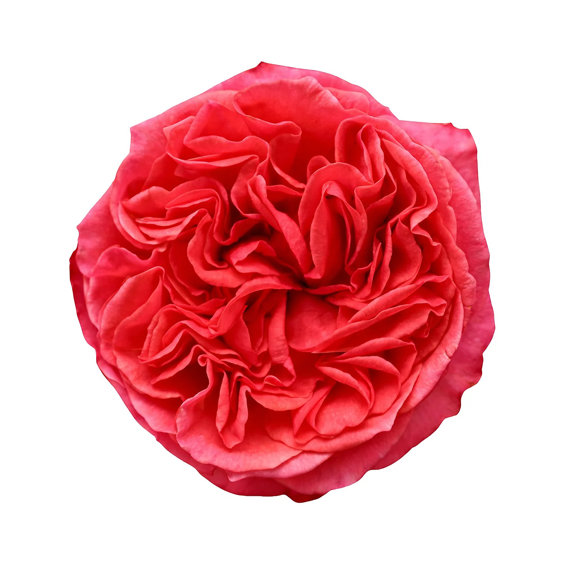 Close-up of a fully bloomed pink rose flower isolated on a white background.