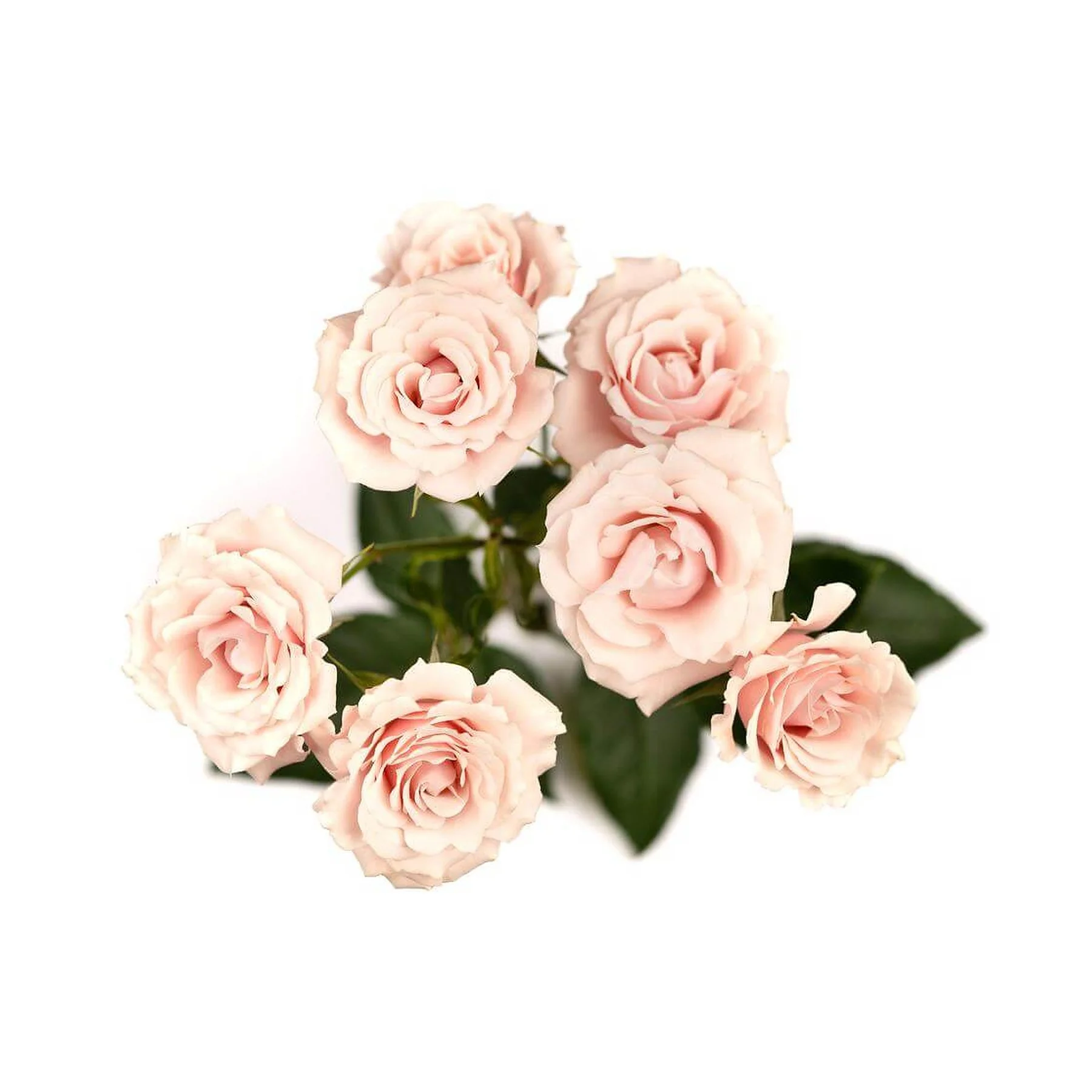 A bouquet of light pink roses with dark green leaves against a white background.