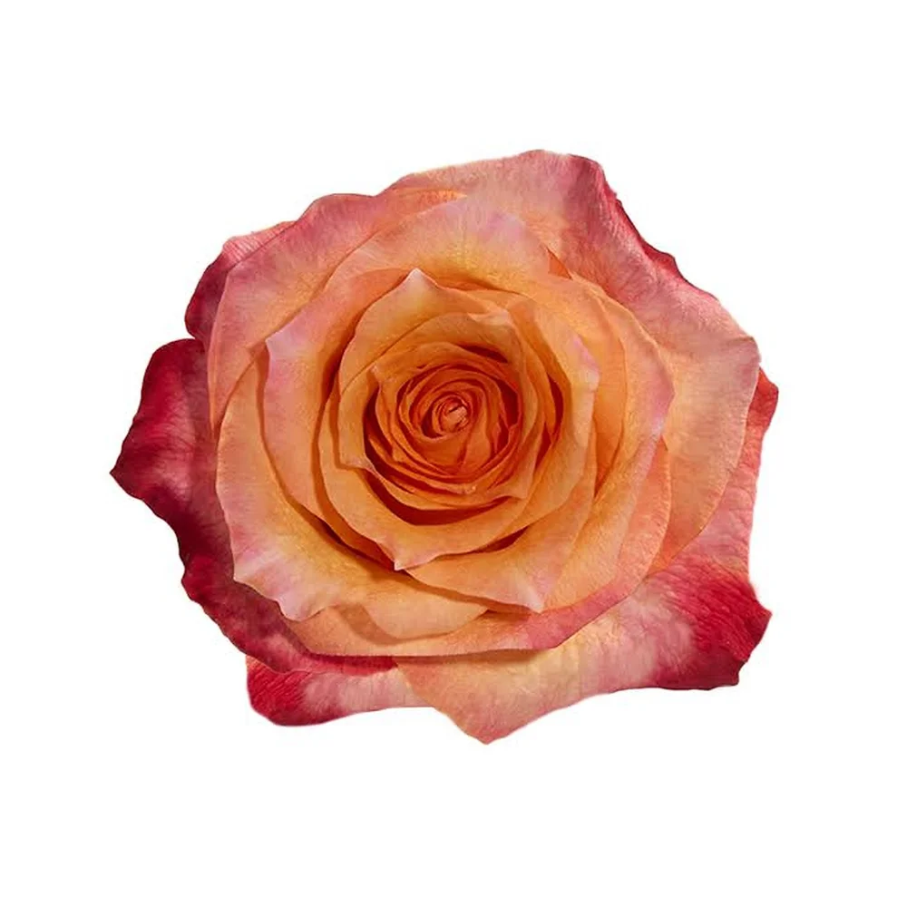 Twilight rose
