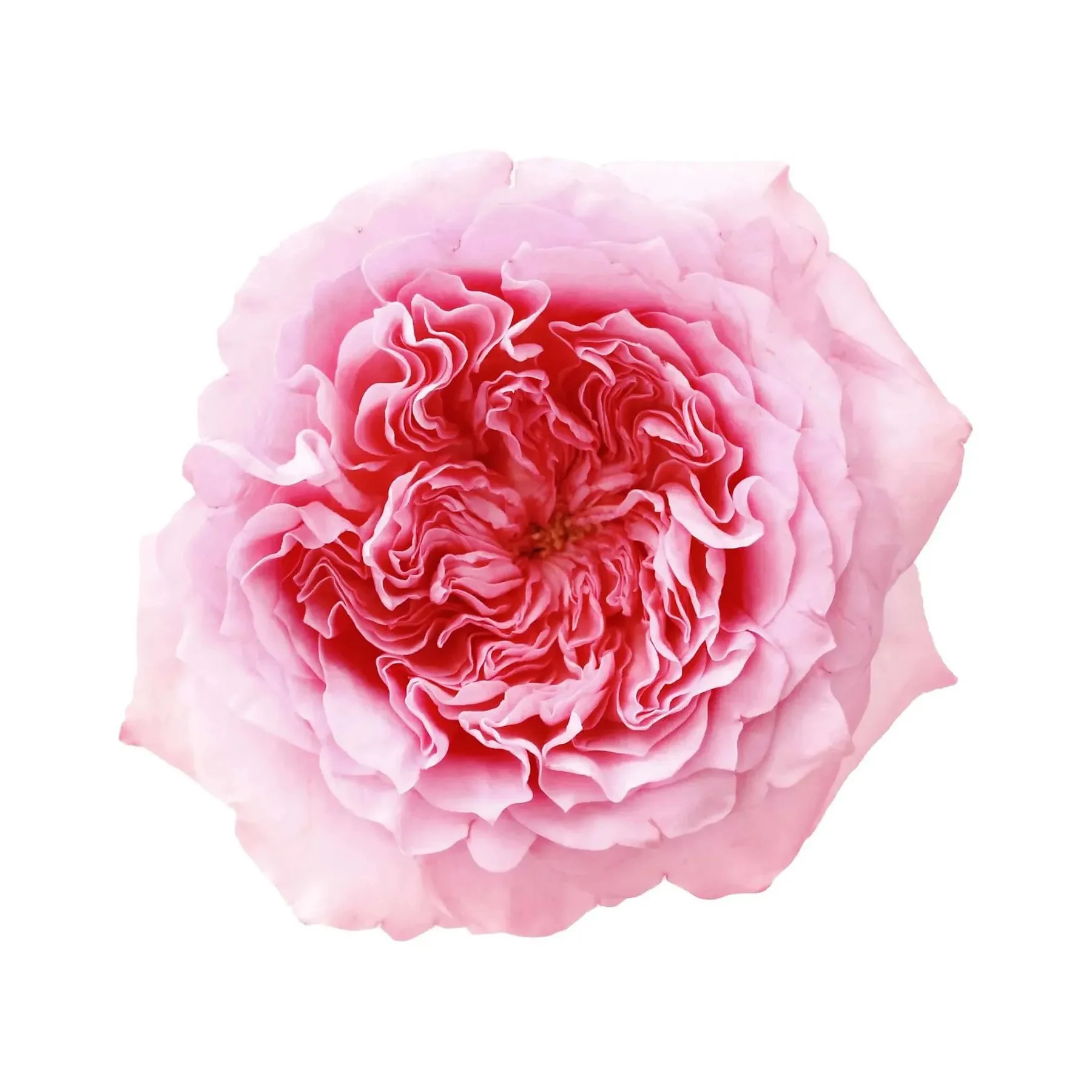 Close-up of a pink peony flower with ruffled petals against a white background.