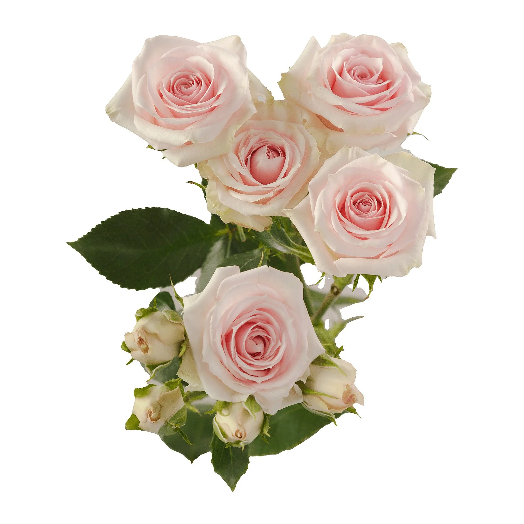 A bouquet of pale pink roses with green leaves, reflected on a shiny surface against a white background.