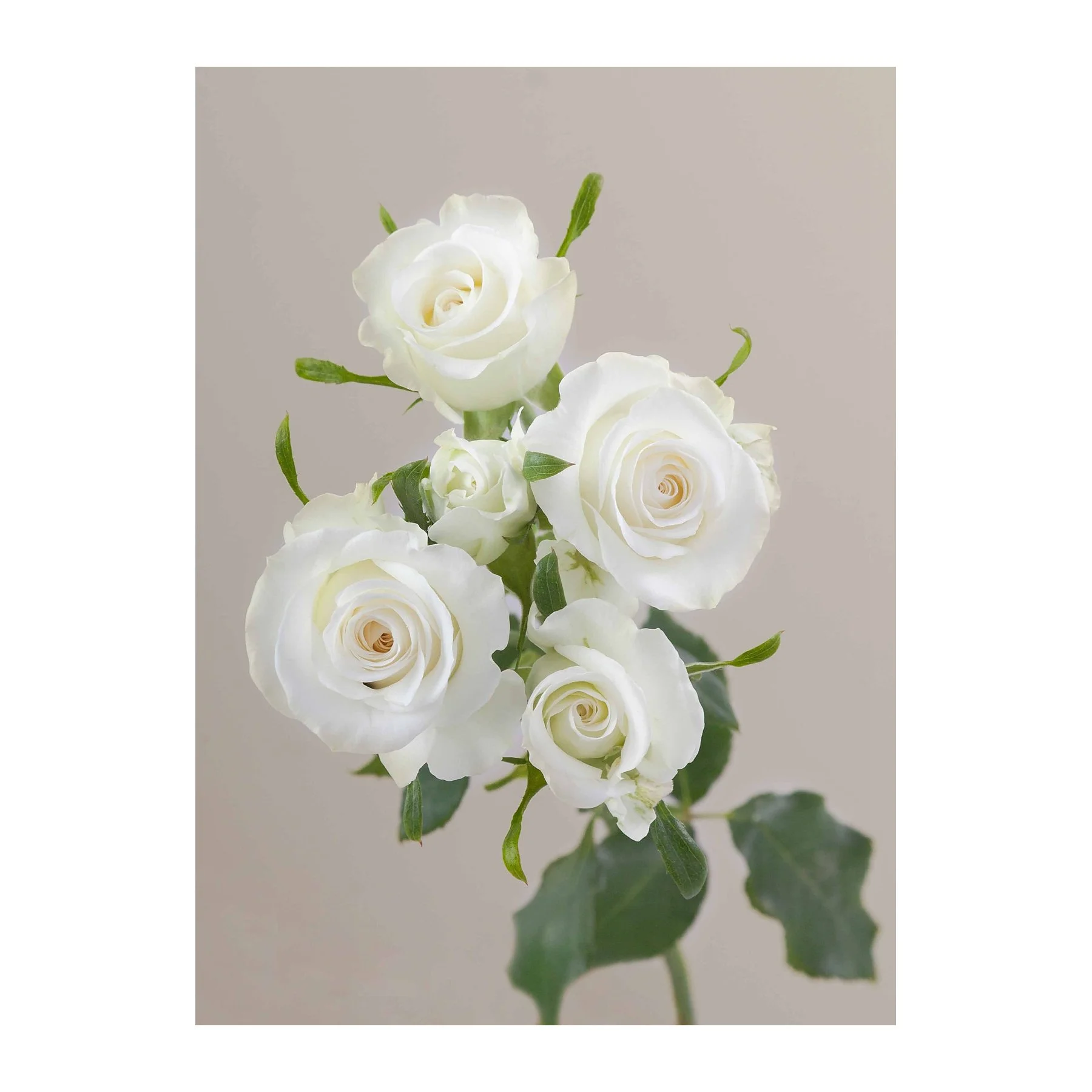 Arrangement of white roses with green leaves on a neutral background.