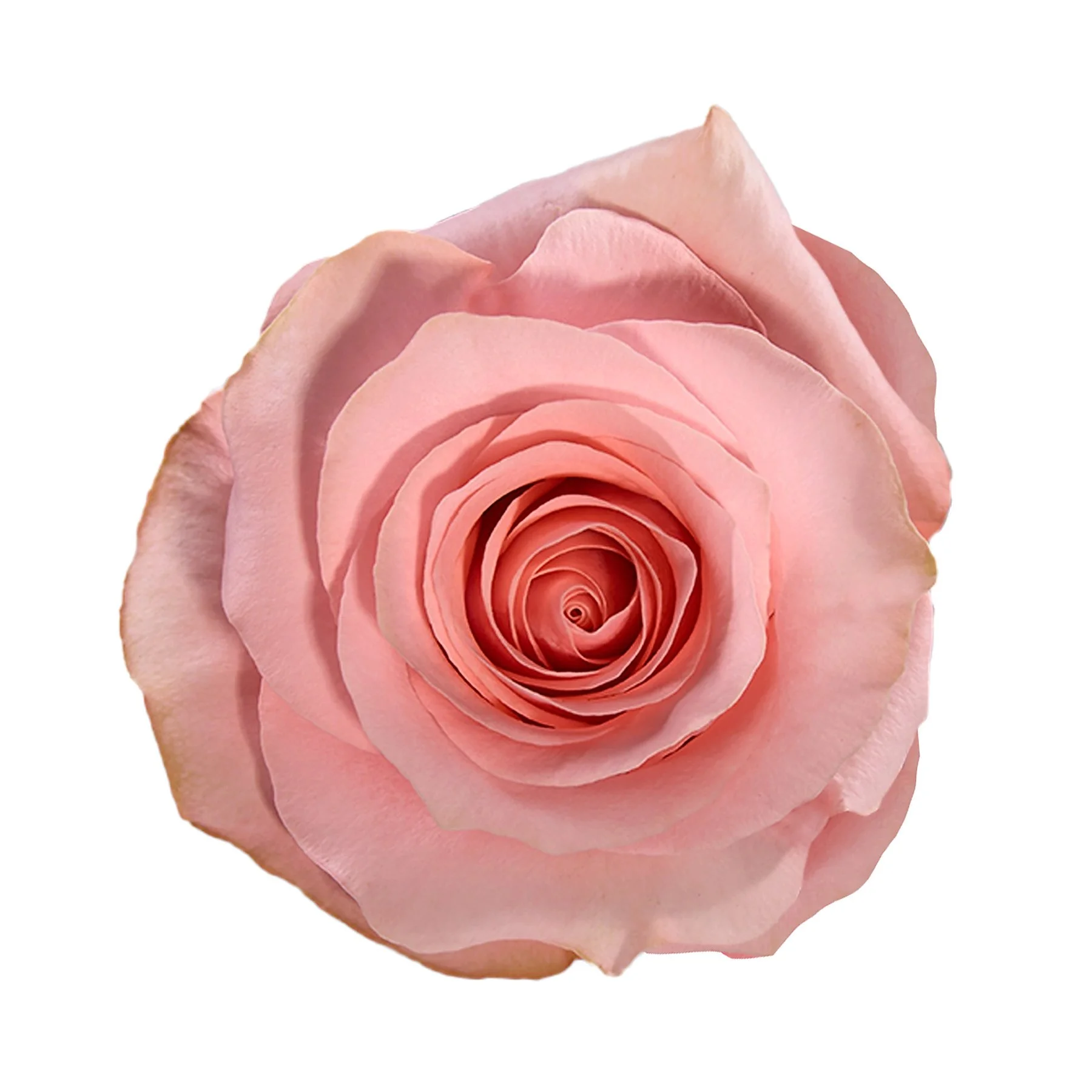Close-up of a pink rose flower with soft petals arranged in a spiral pattern.