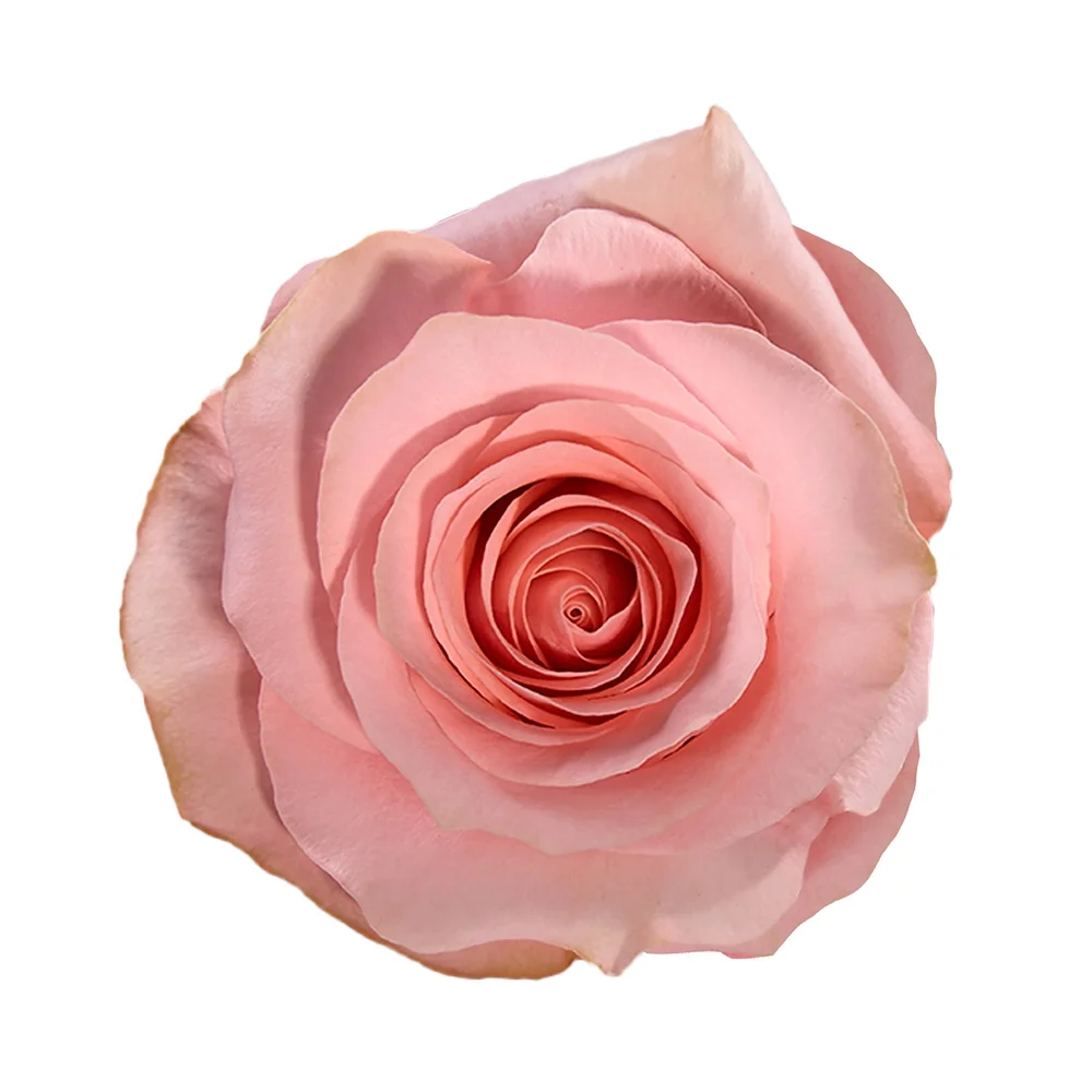 Be Sweet rose