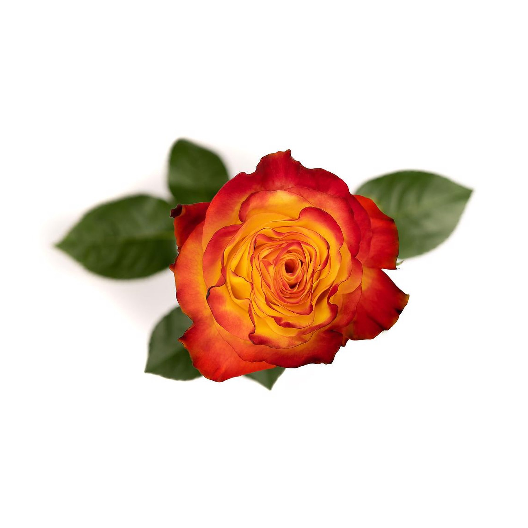 A close-up of a vibrant, multicolored rose with yellow, orange, and red petals, accompanied by green leaves on a plain white background.