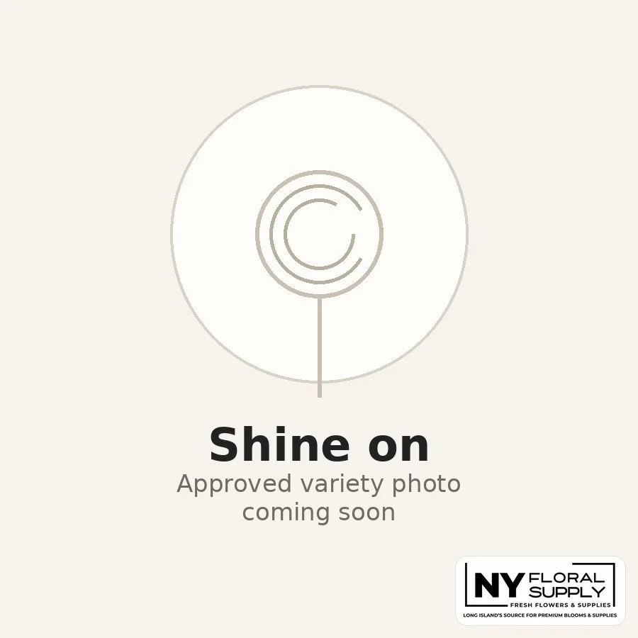 shine-on.jpg