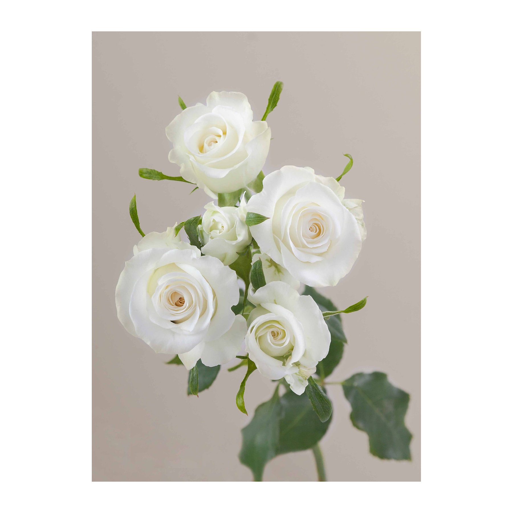 A bouquet of white roses with green leaves against a neutral background.