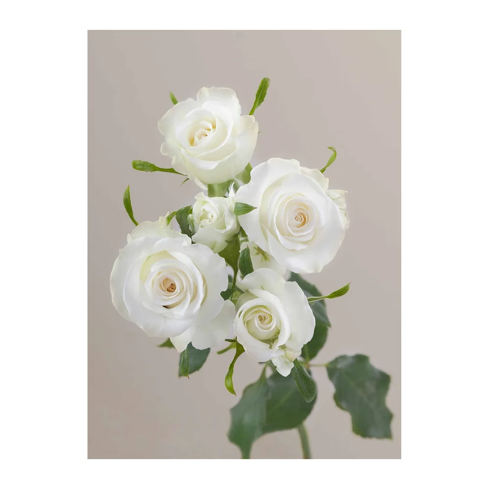 Shining Star rose