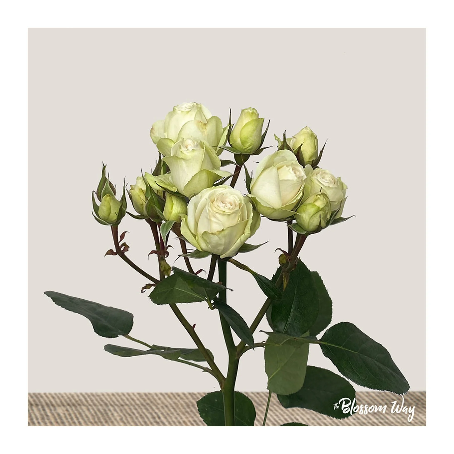 A bouquet of white roses with green leaves on a beige textured surface against a plain white background.
