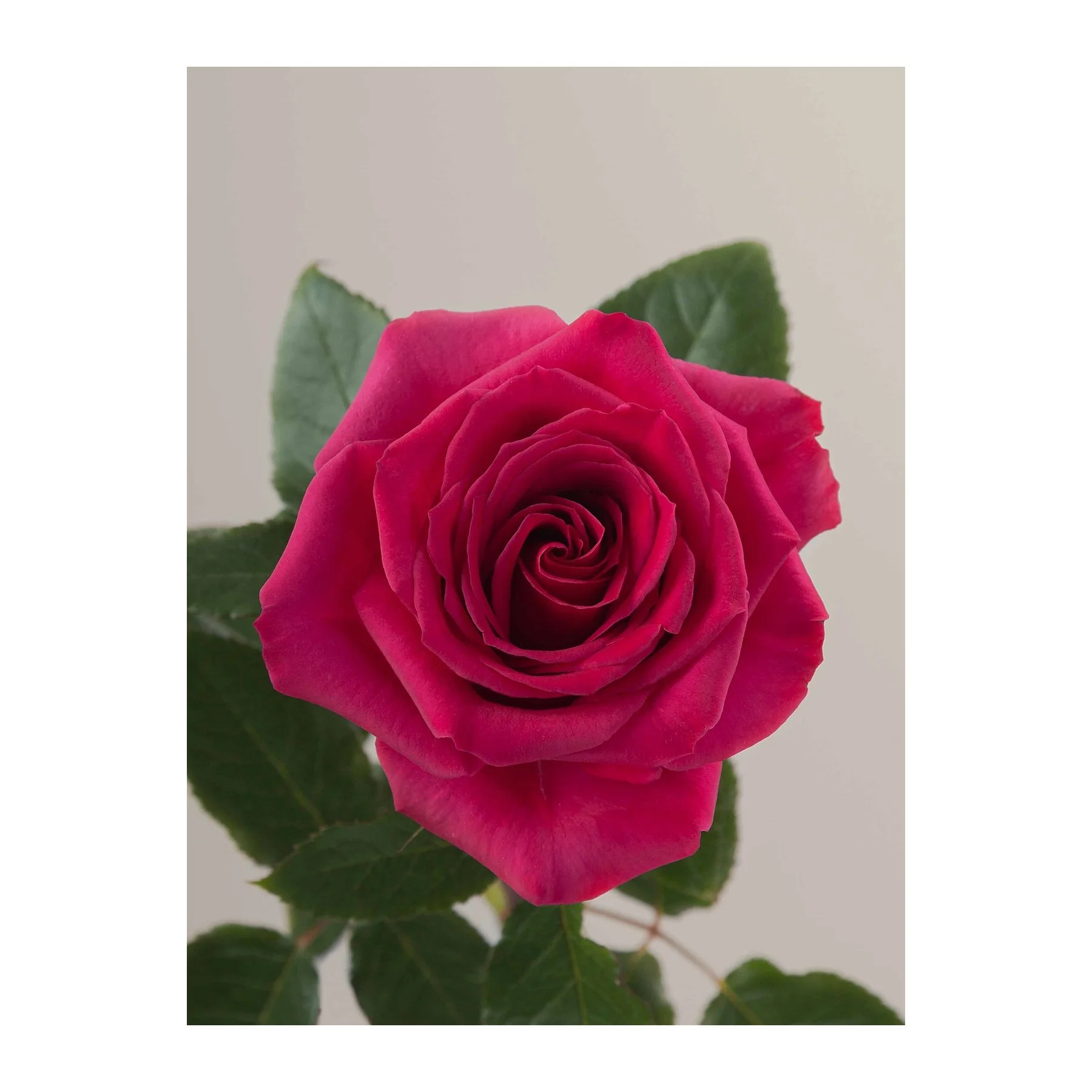 Close-up of a pink rose with green leaves against a plain light background.