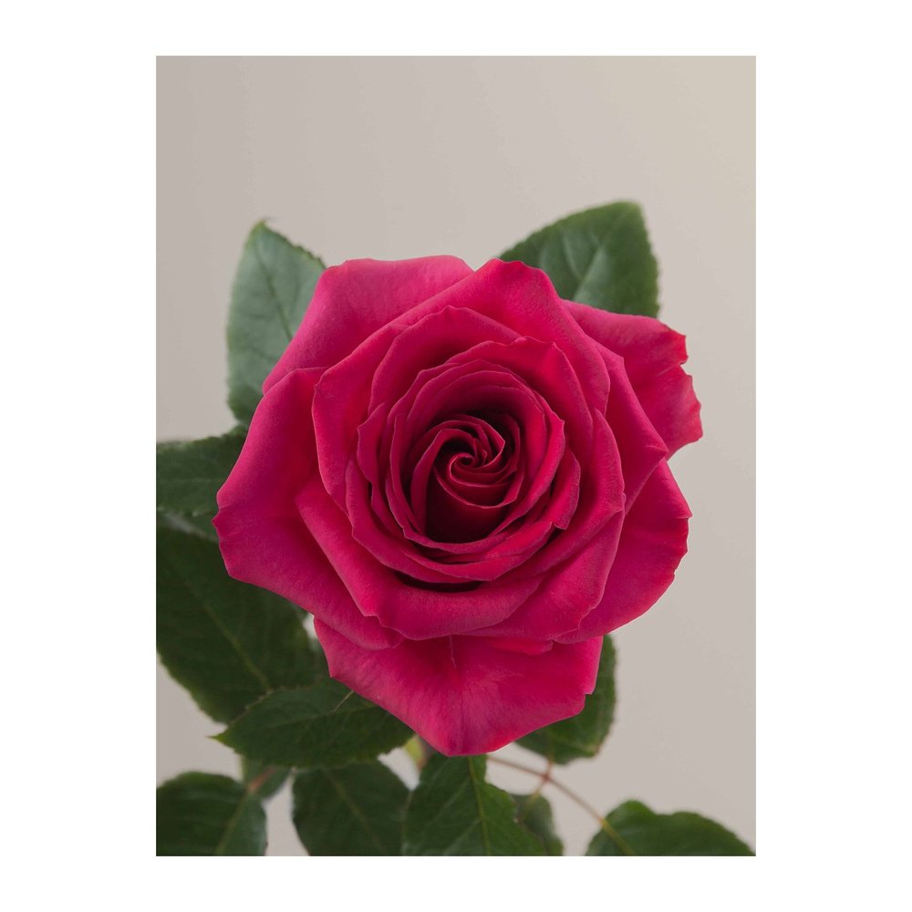 Queenberry rose