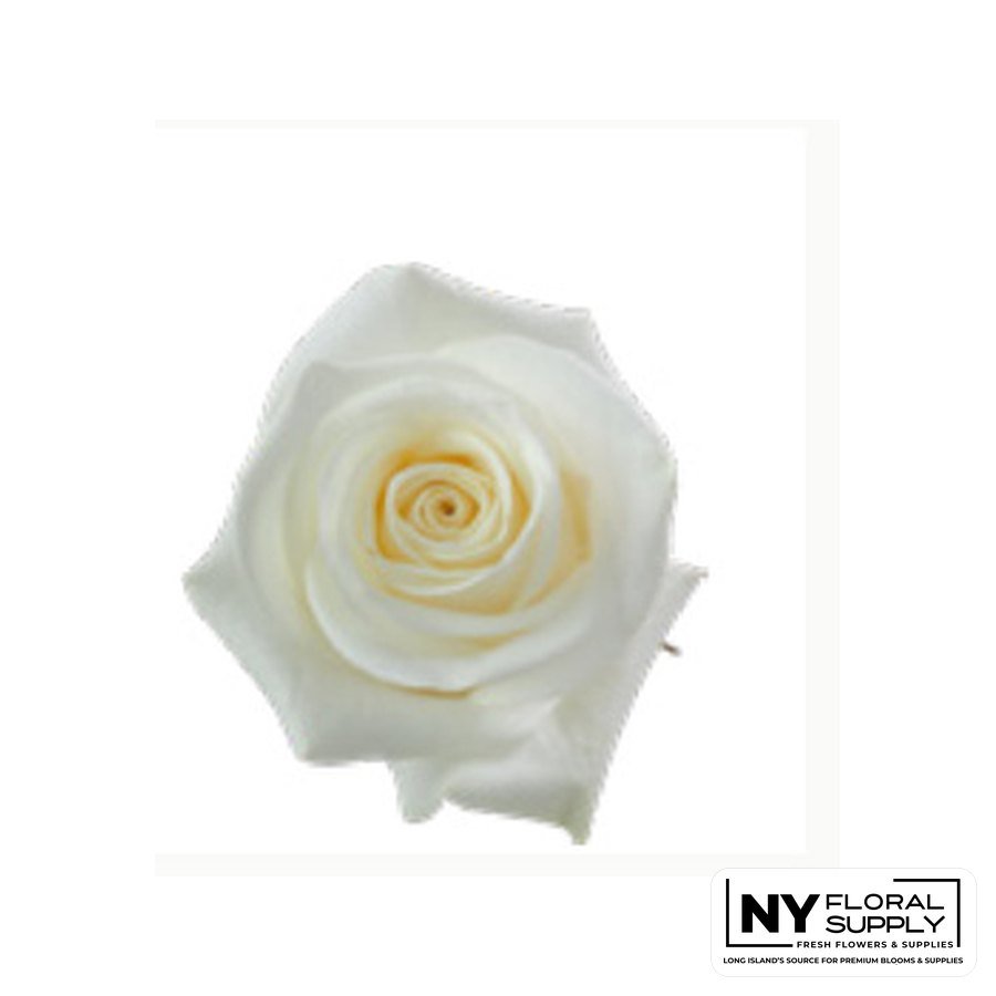 Polar Star rose