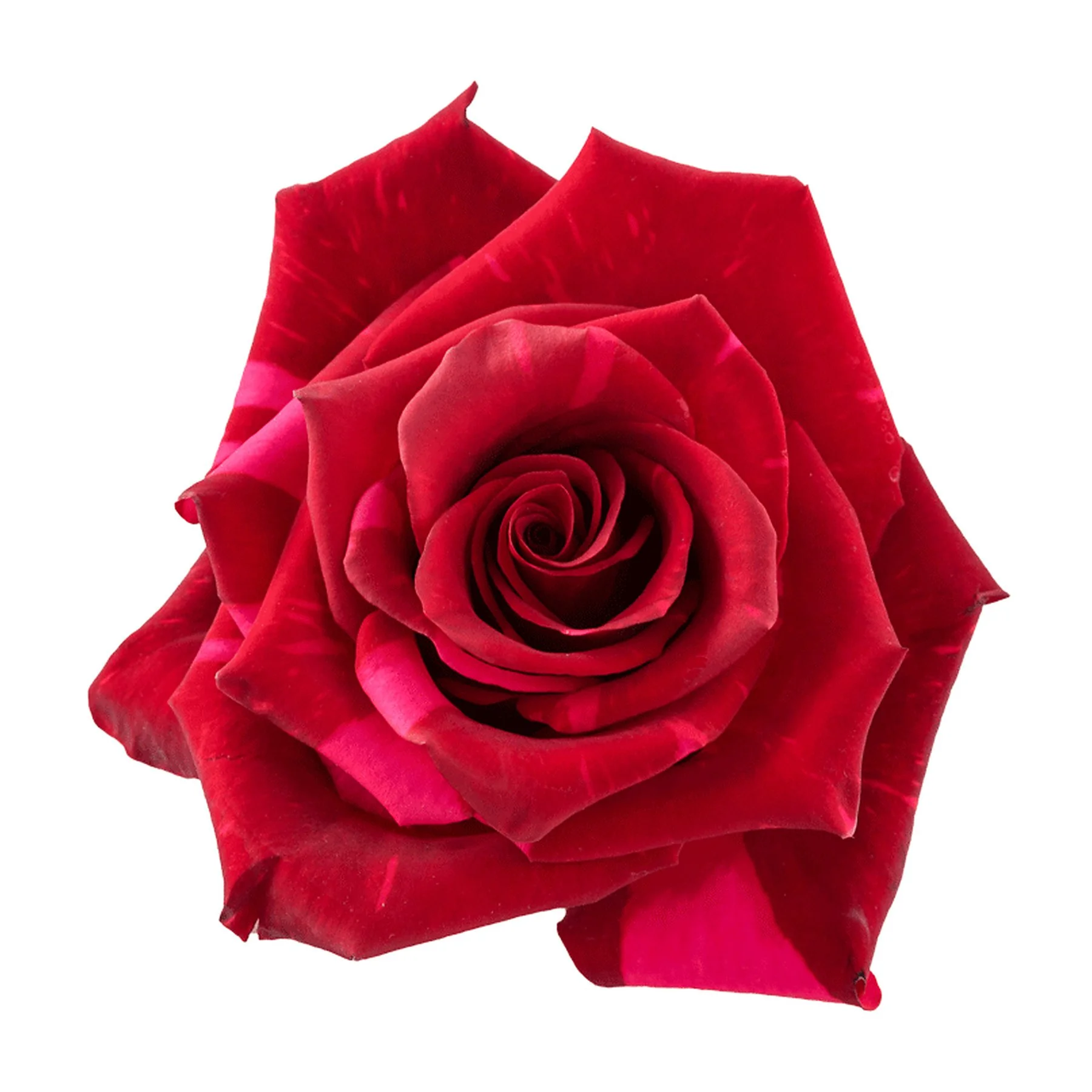 Close-up of a vibrant red rose with detailed petals, isolated on a white background.