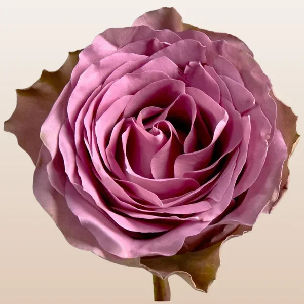 Close-up of a pink and purple rose with layered petals.