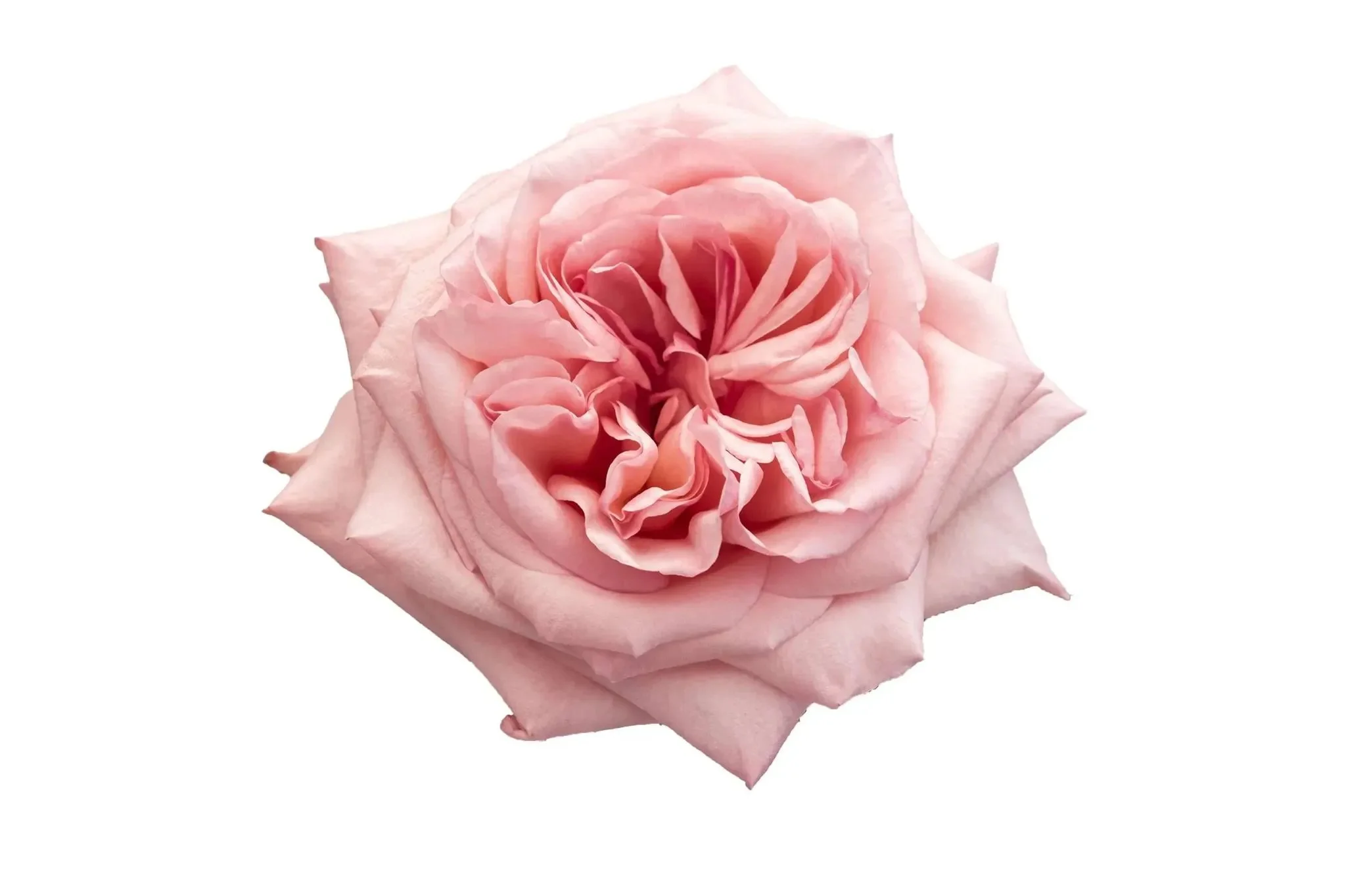 A soft pink rose with ruffled petals isolated on a white background.