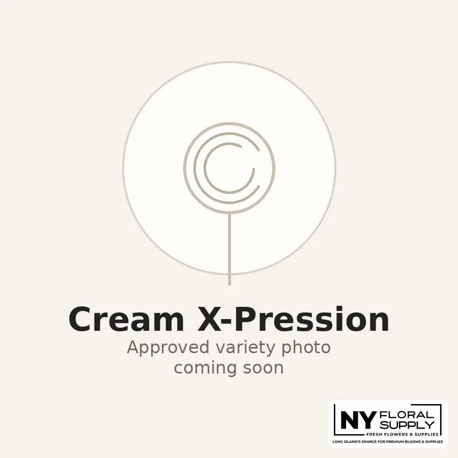 cream-x-pression.jpg
