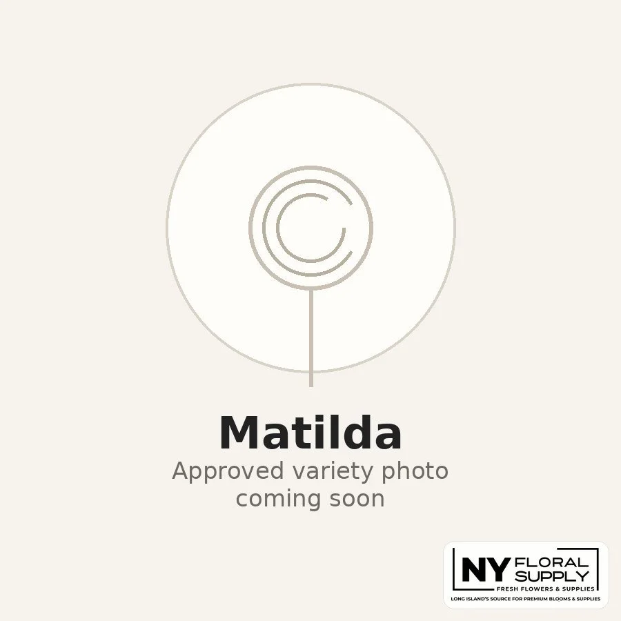 matilda.jpg