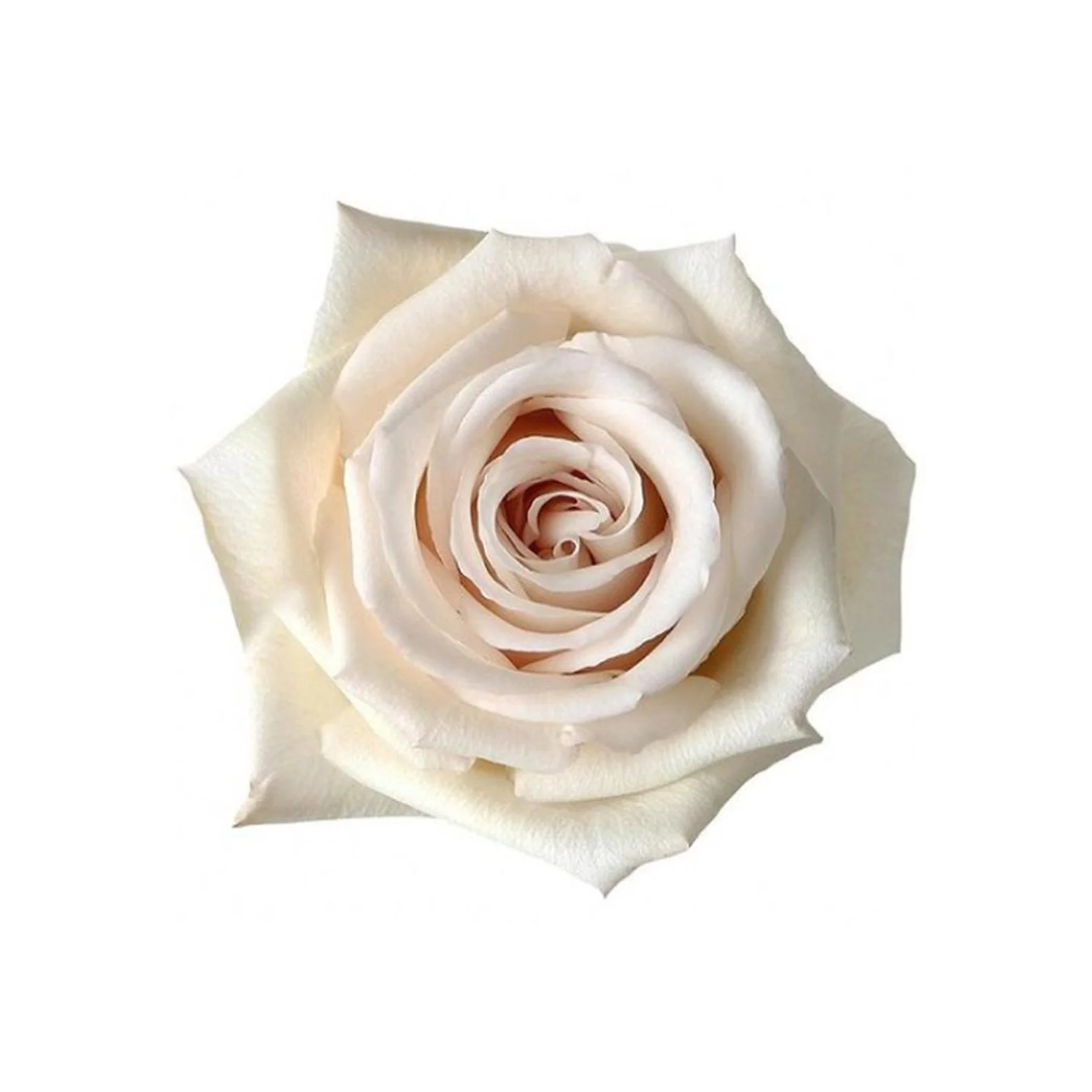 Close-up of a white rose with delicate petals on a plain white background.