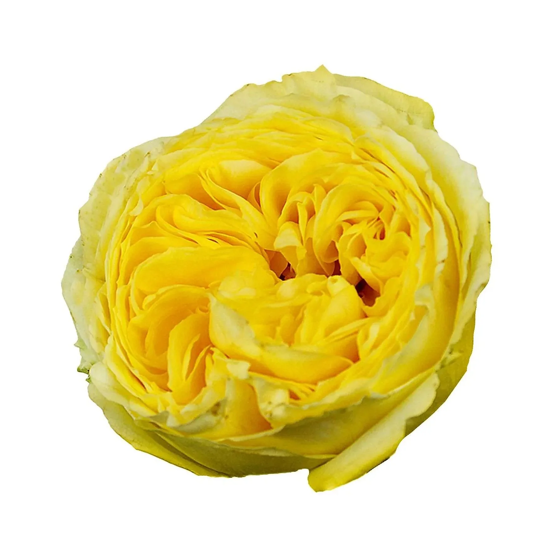 Close-up of a yellow Jerusalem artichoke flower, showing layered petals and textured surface.