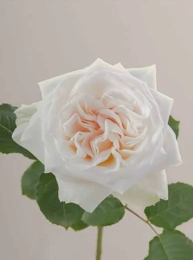 A light pink rose with green leaves against a plain background.