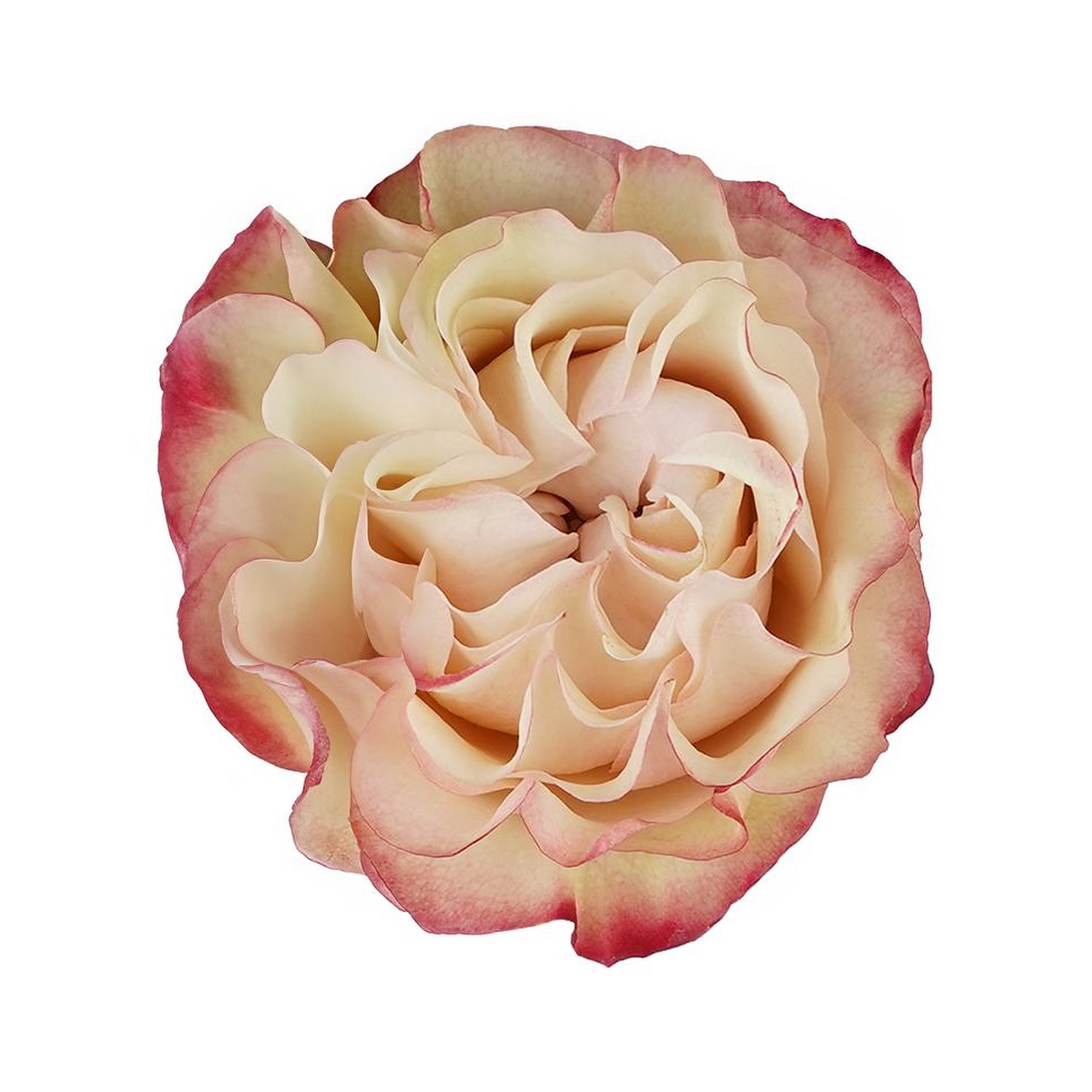 Close-up of a pink and cream-colored peony flower with layered petals on a white background.