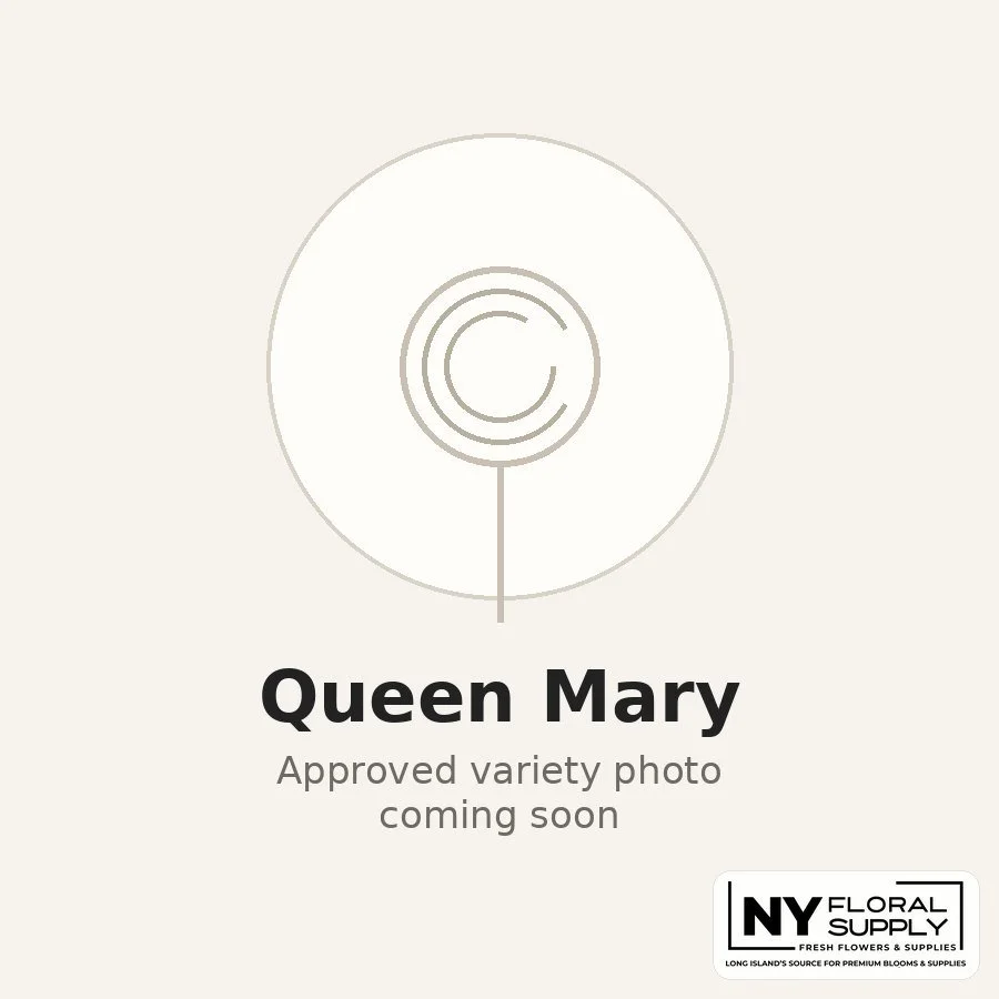 queen-mary.jpg