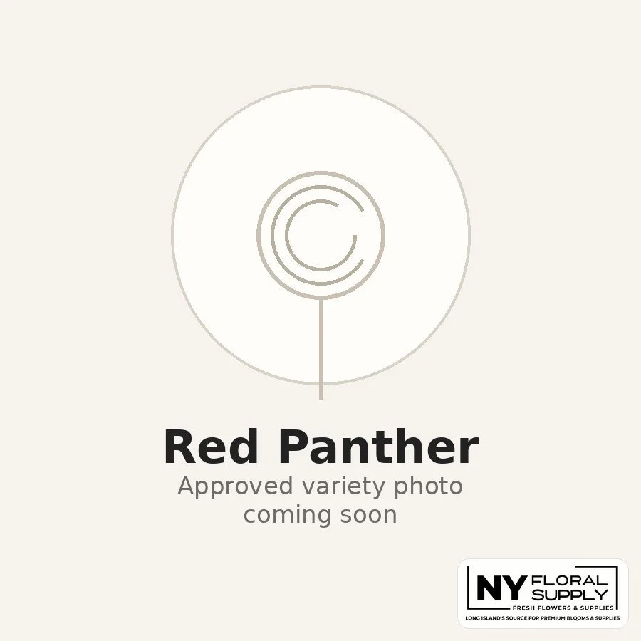 red-panther.jpg